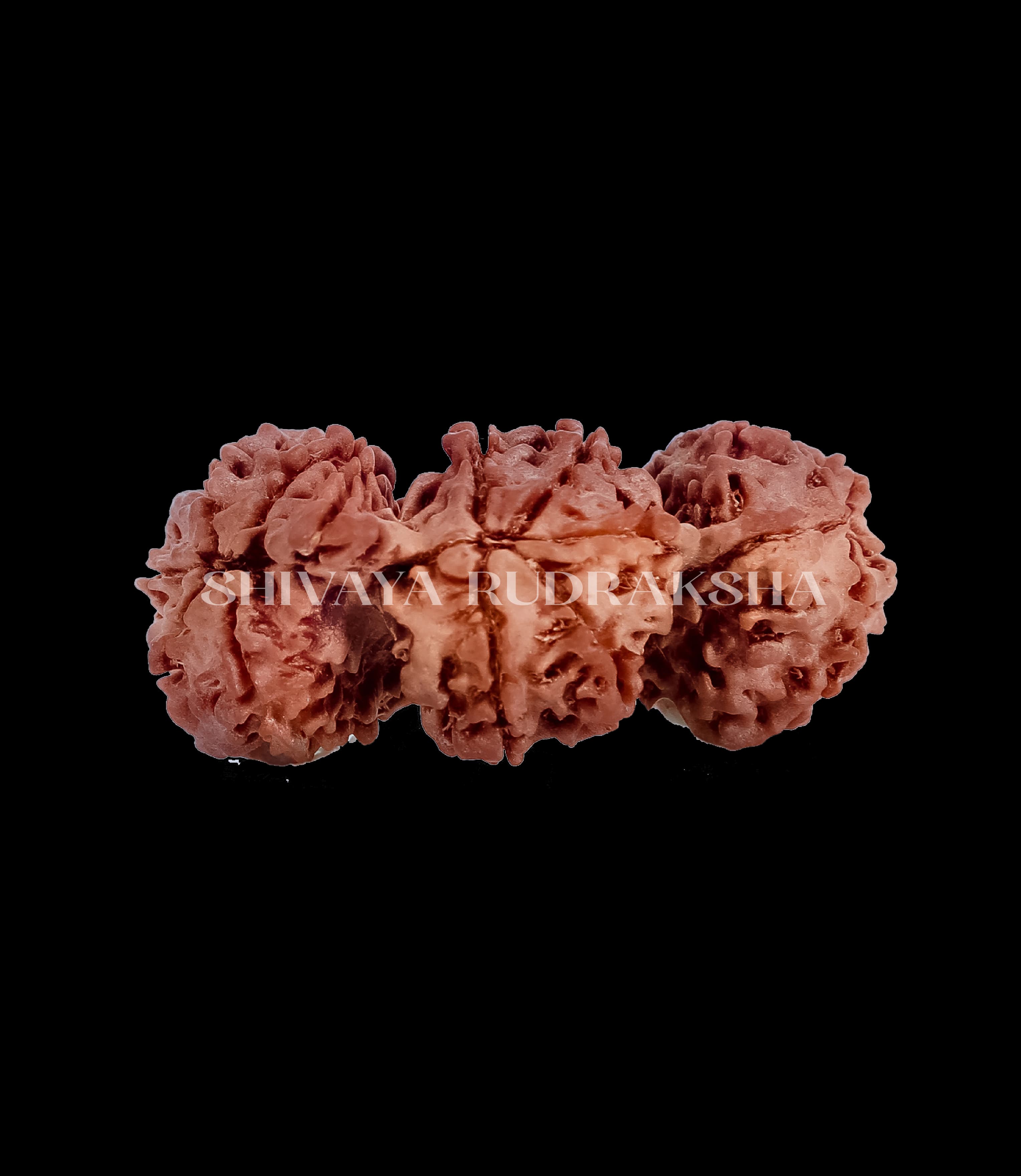 Trijuti Rudraksha - View 2
