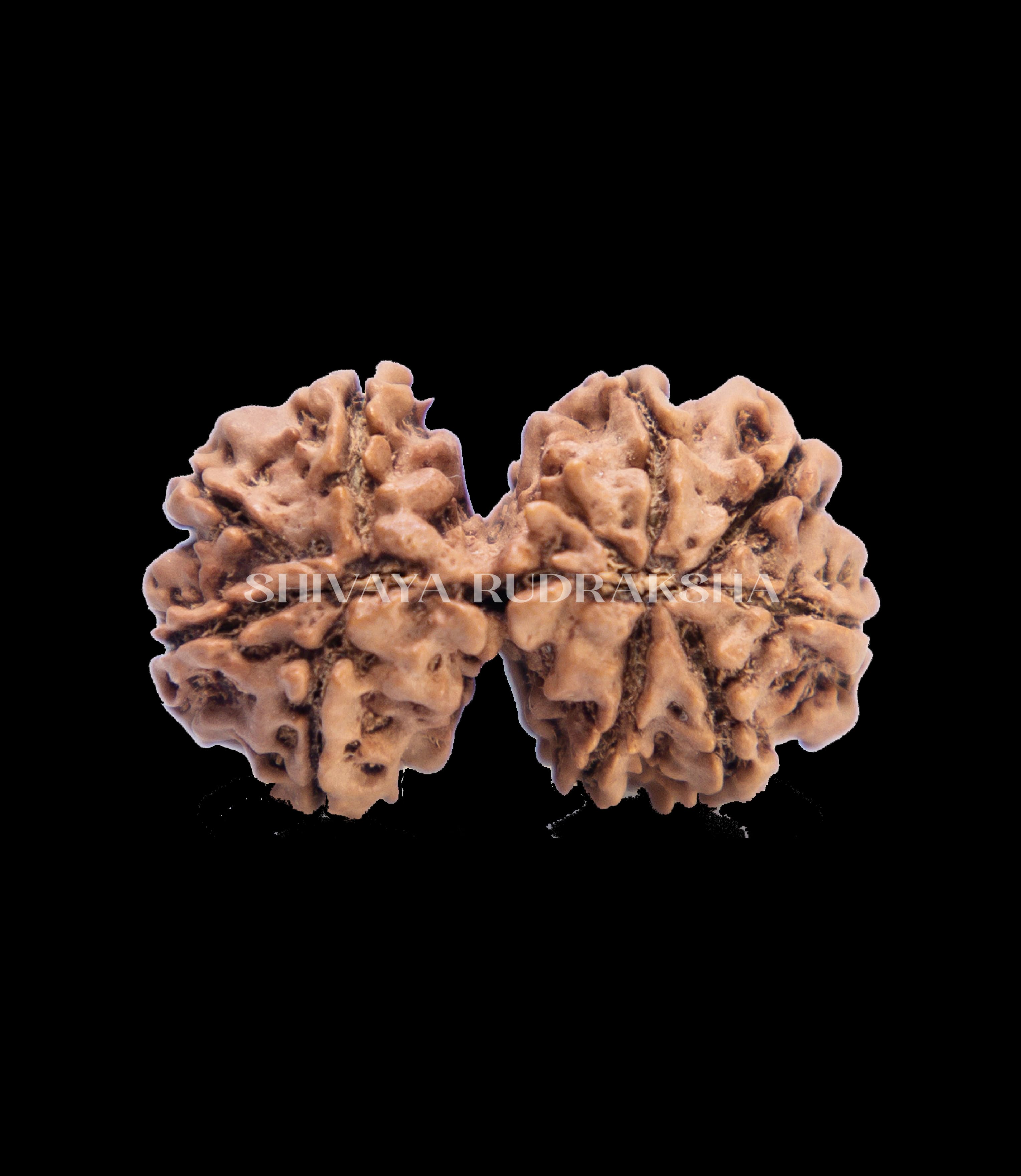 Gaurishankar Rudraksha - View 2