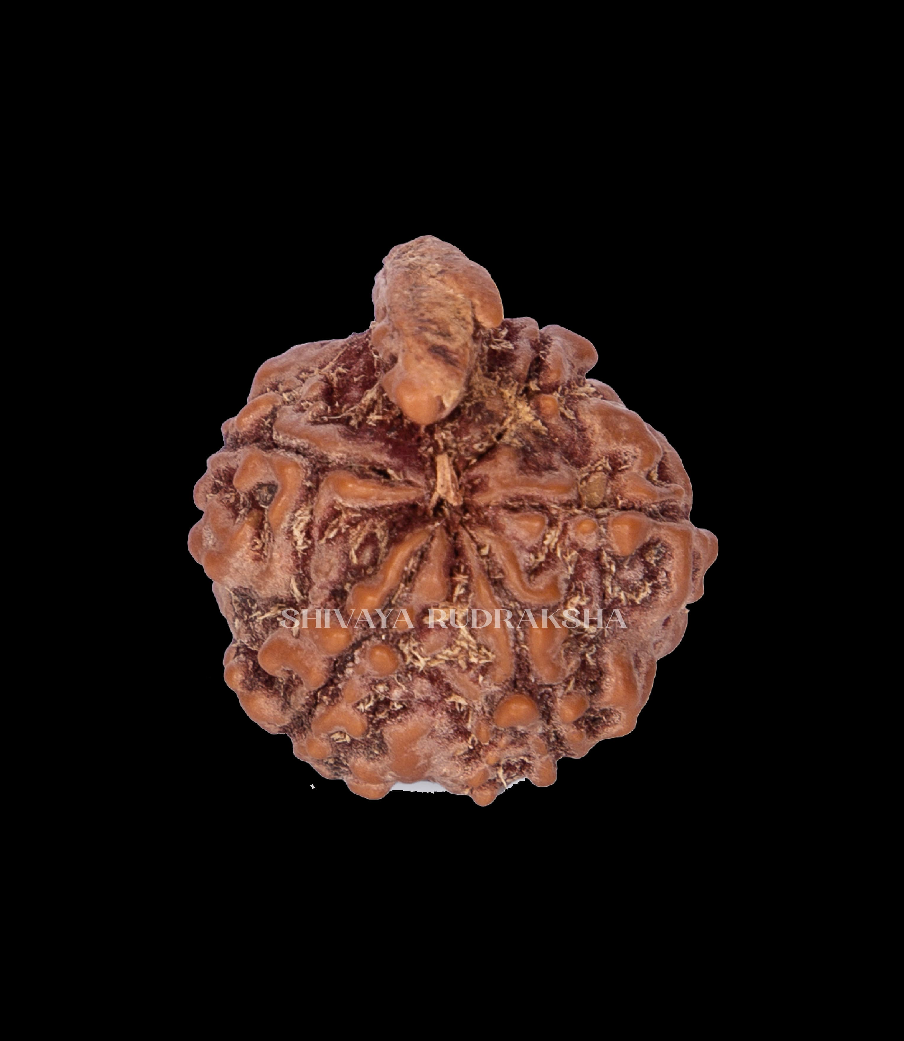 Ganesh Rudraksha - View 2