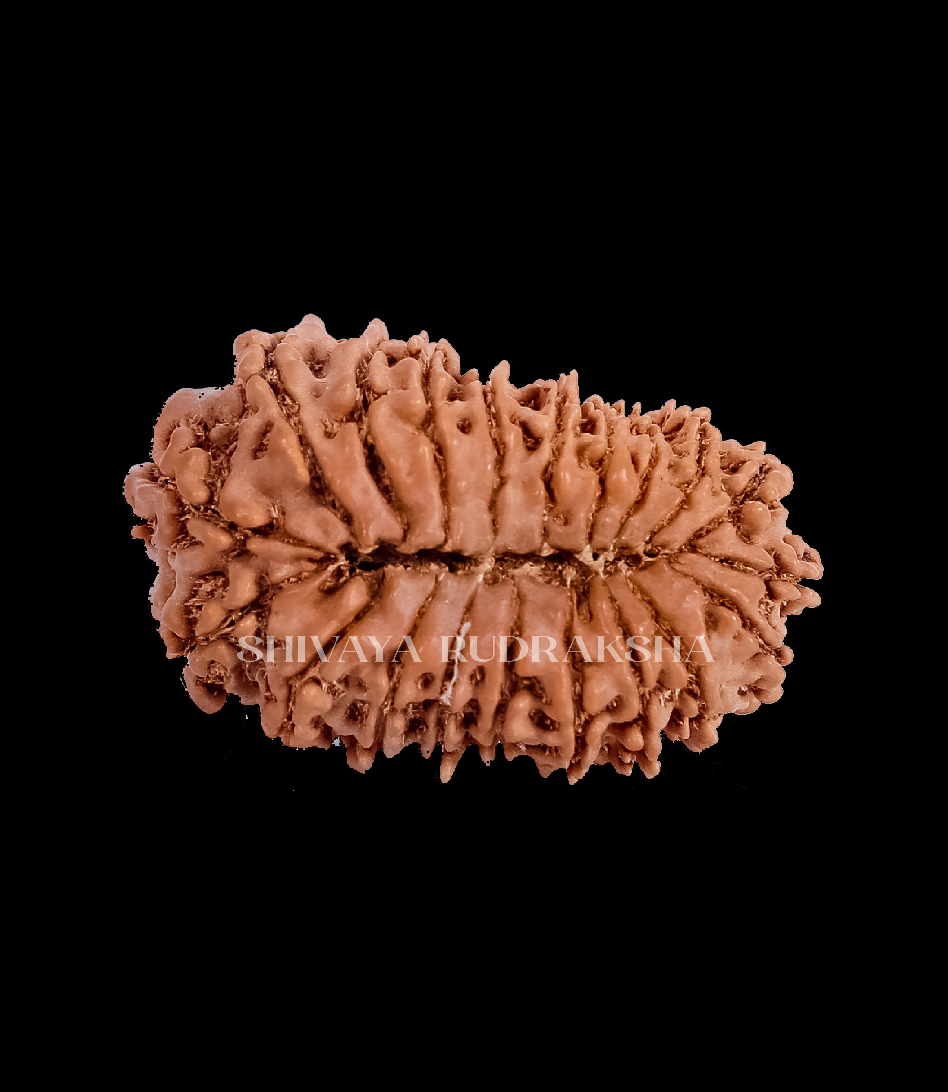 21 Mukhi Rudraksha - View 2