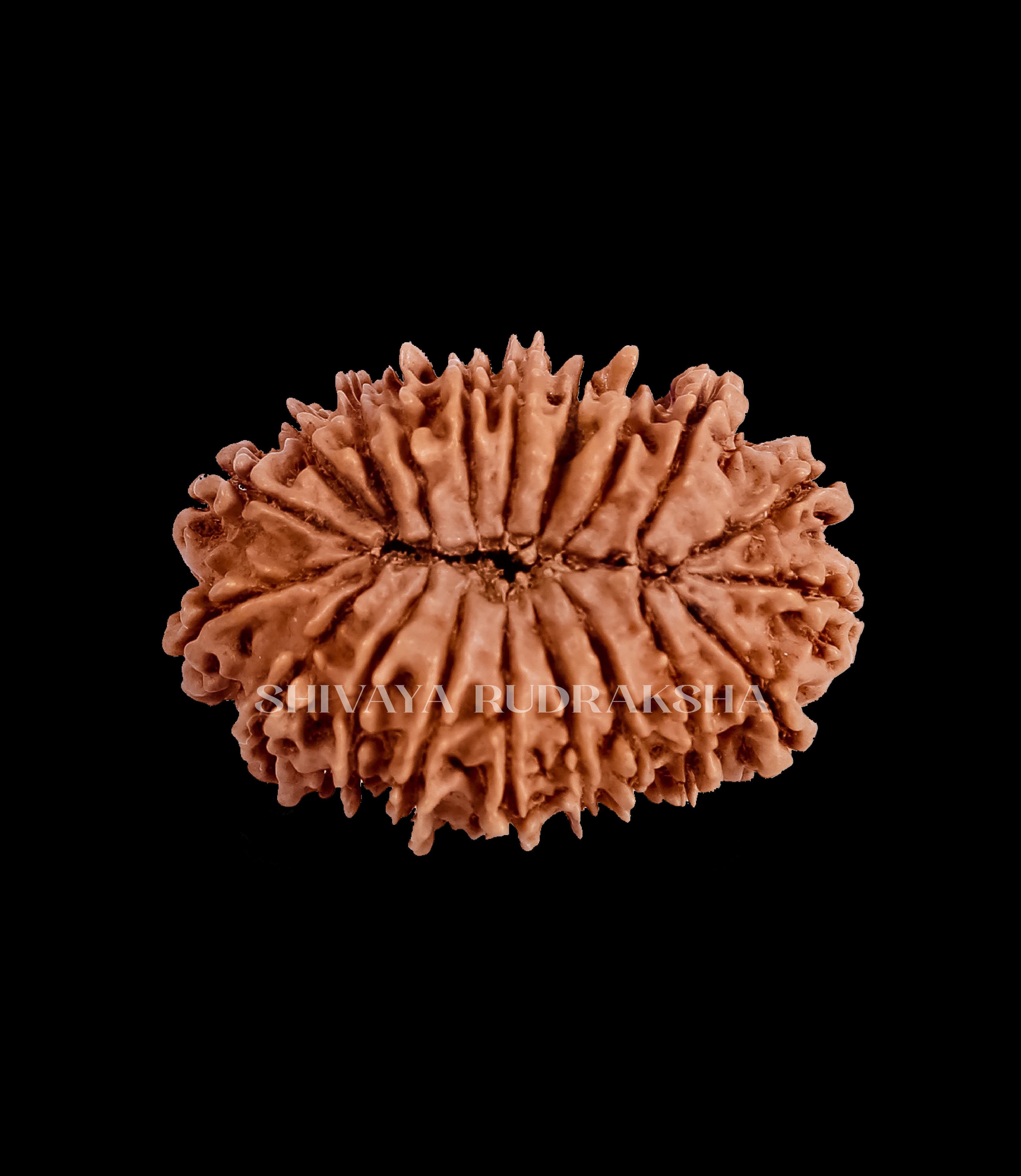 20 Mukhi Rudraksha - View 2