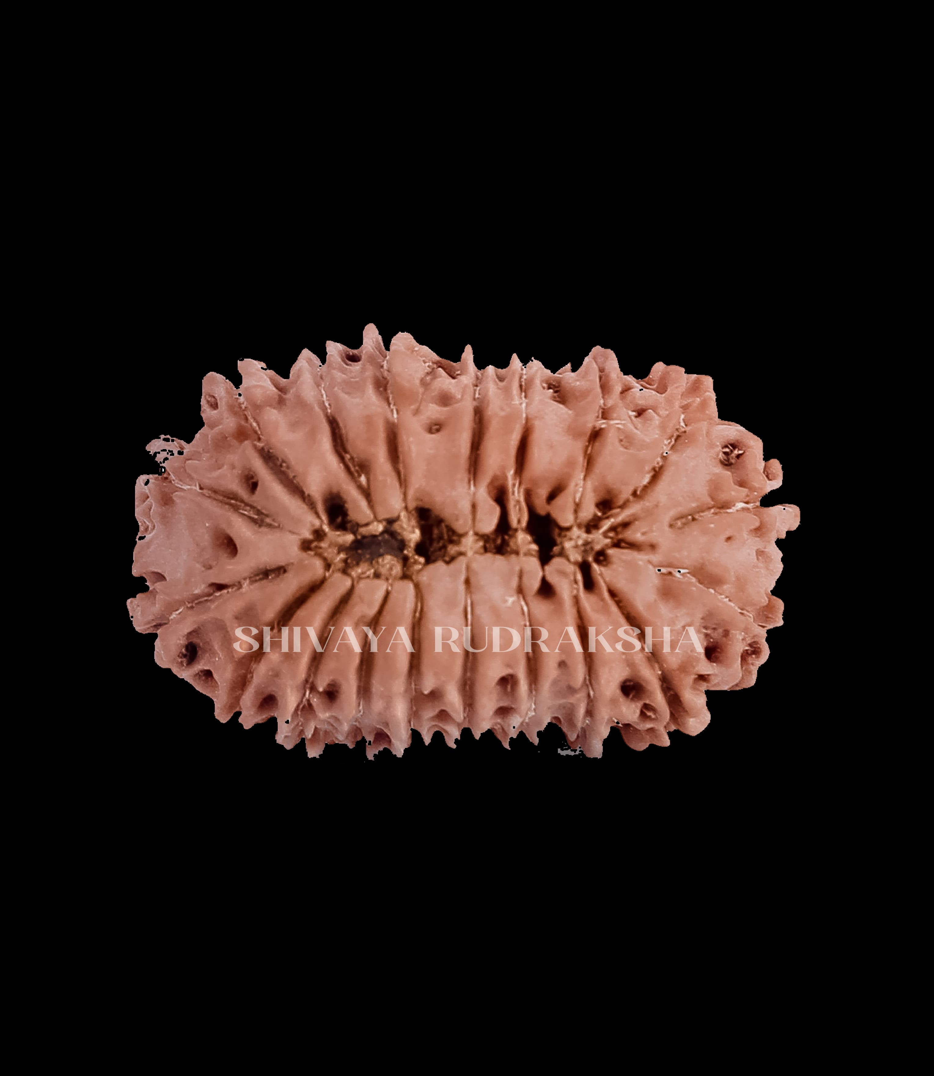 19 Mukhi Rudraksha - View 2