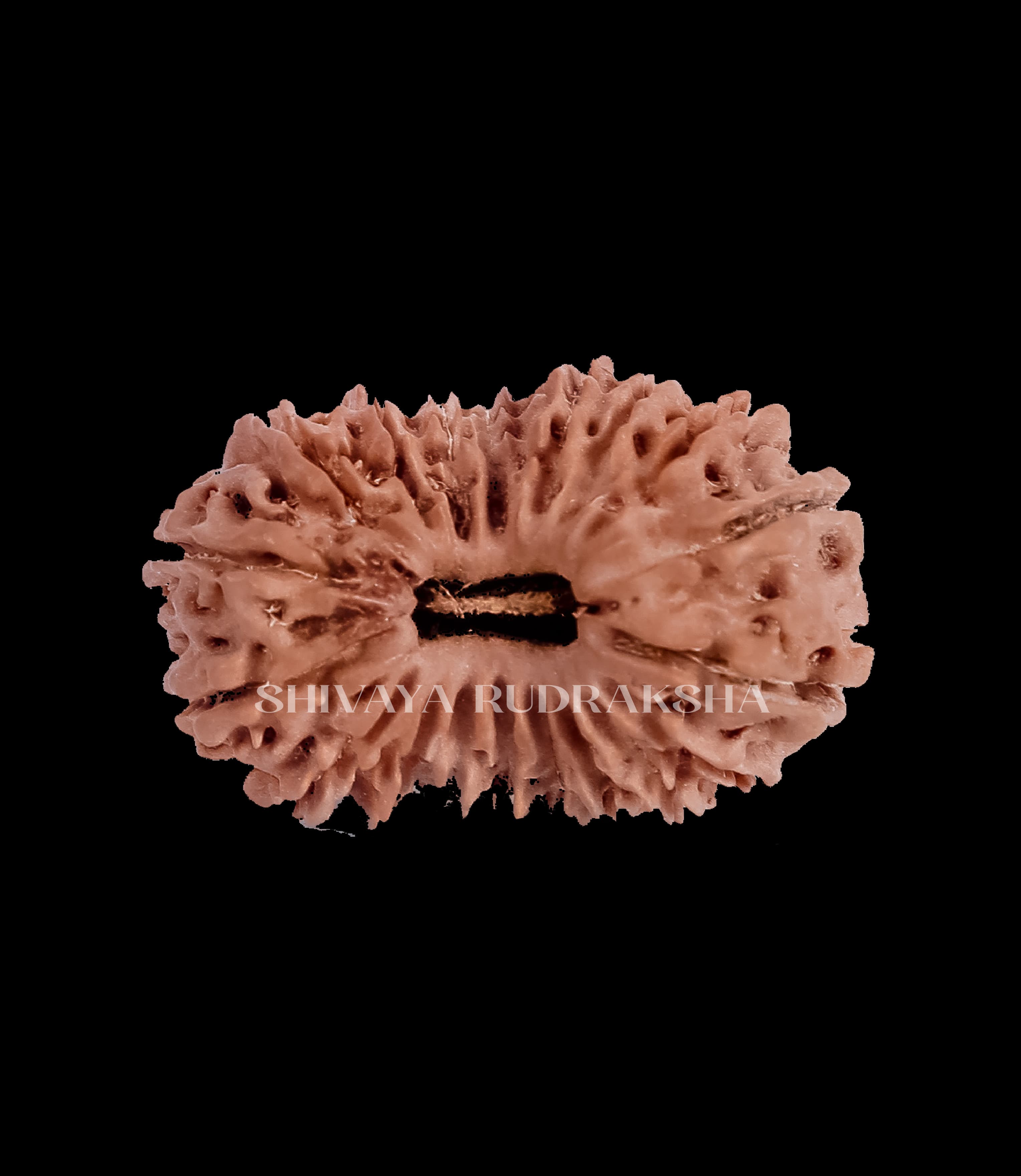 19 Mukhi Rudraksha