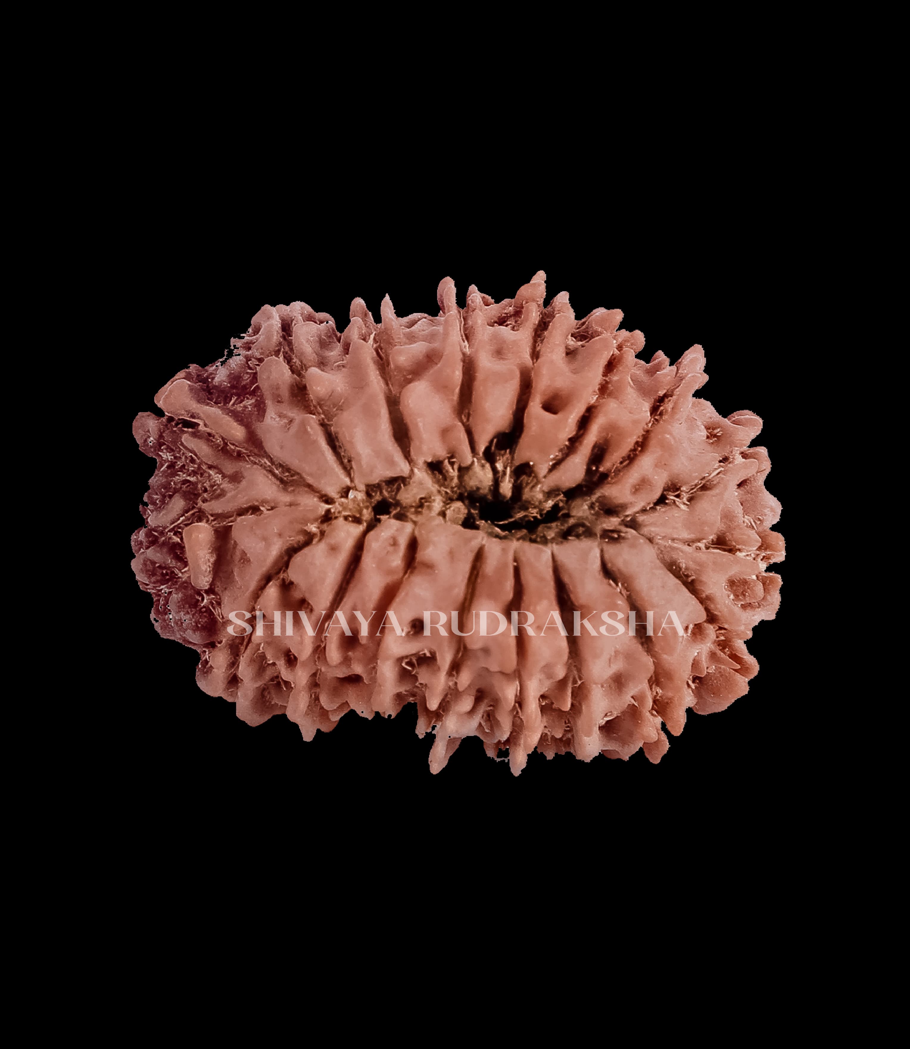 18 Mukhi Rudraksha - View 2