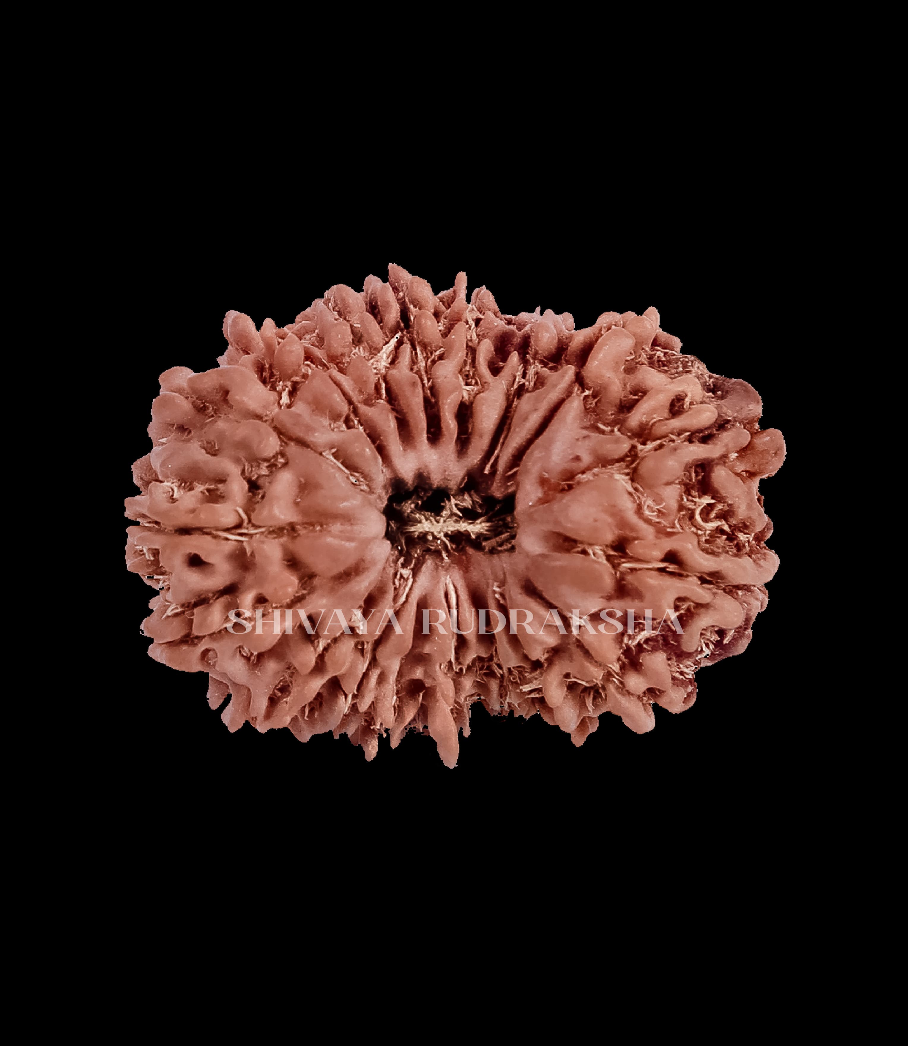 18 Mukhi Rudraksha