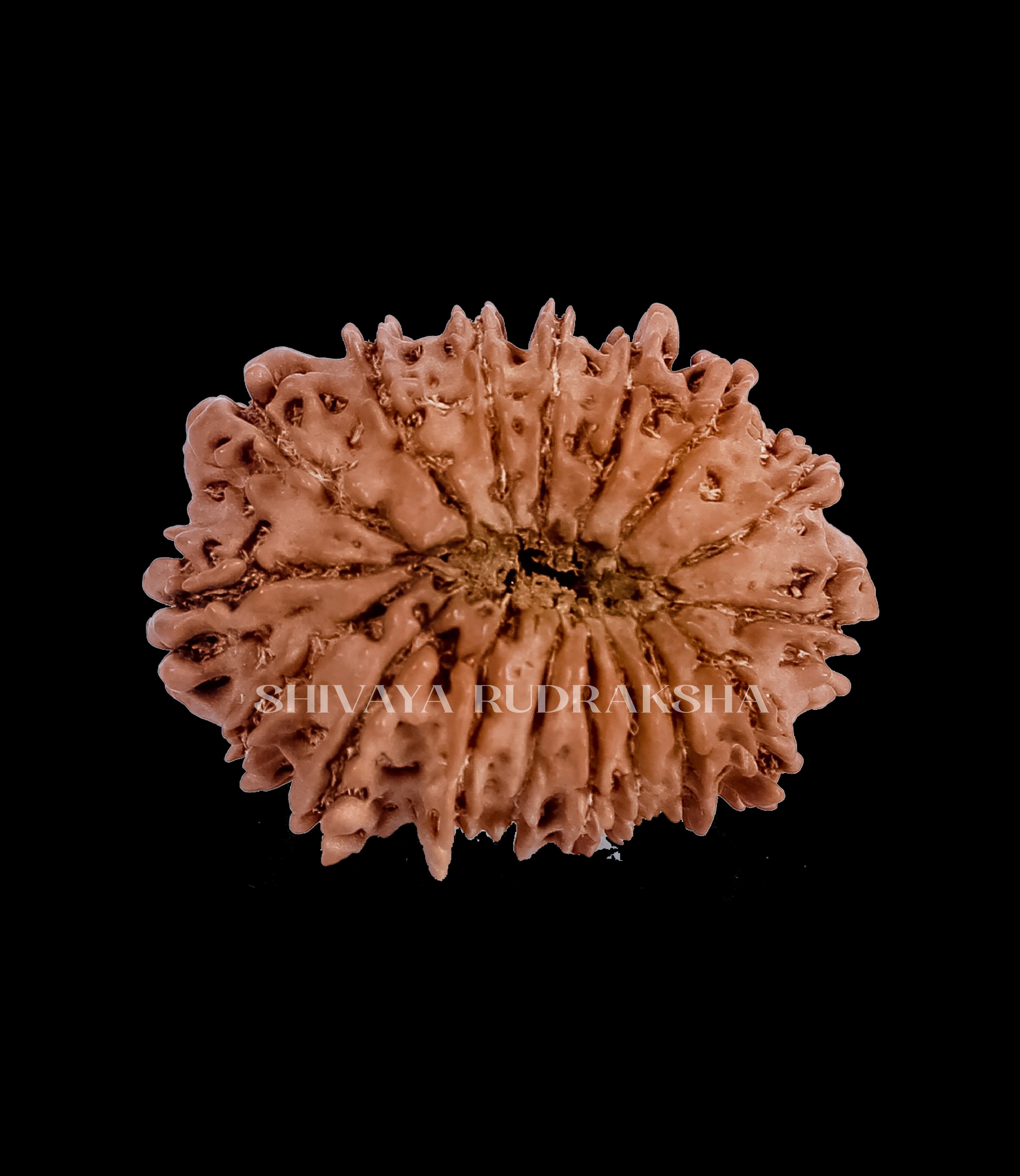 17 Mukhi Rudraksha - View 2