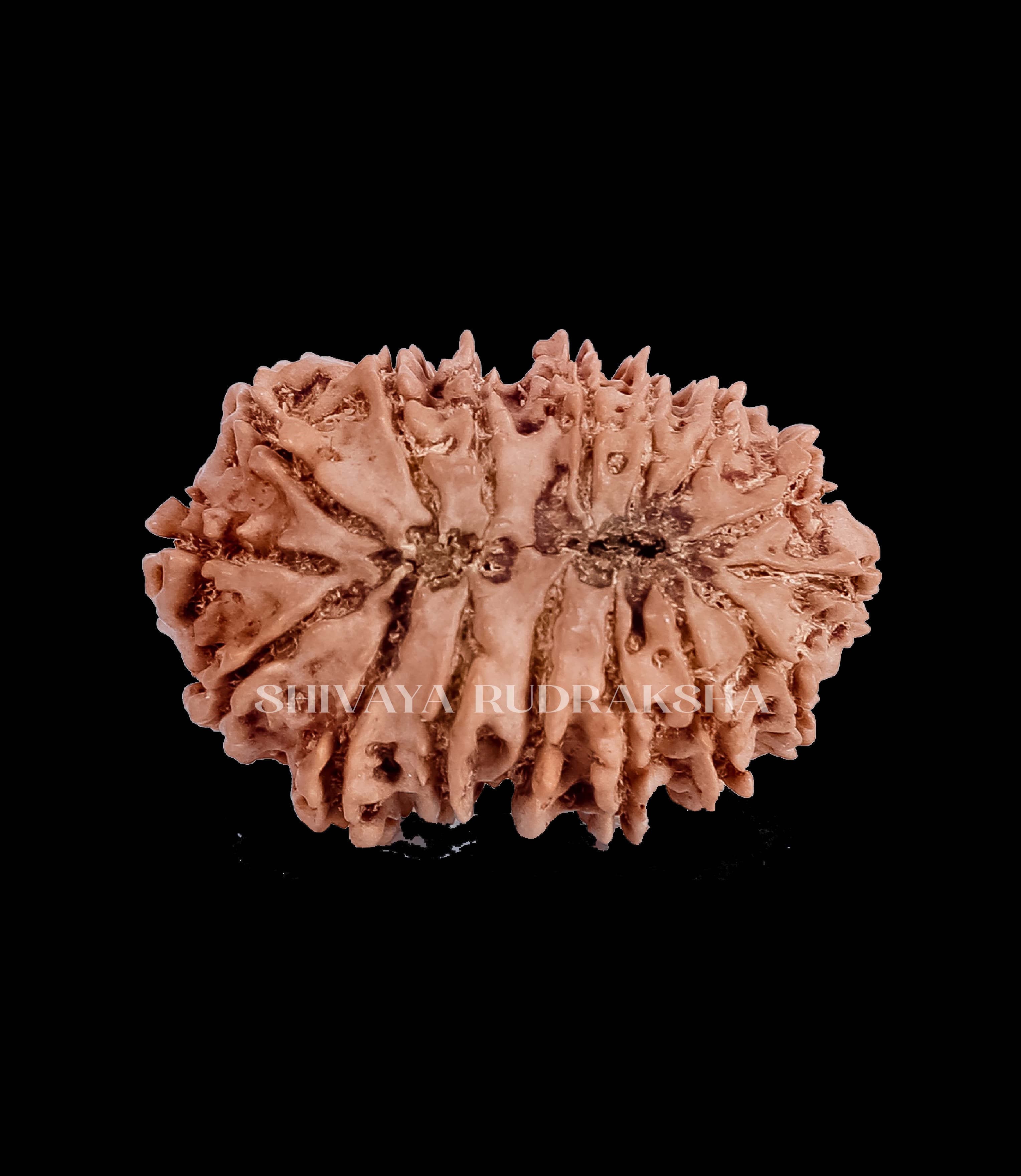16 Mukhi Rudraksha - View 2