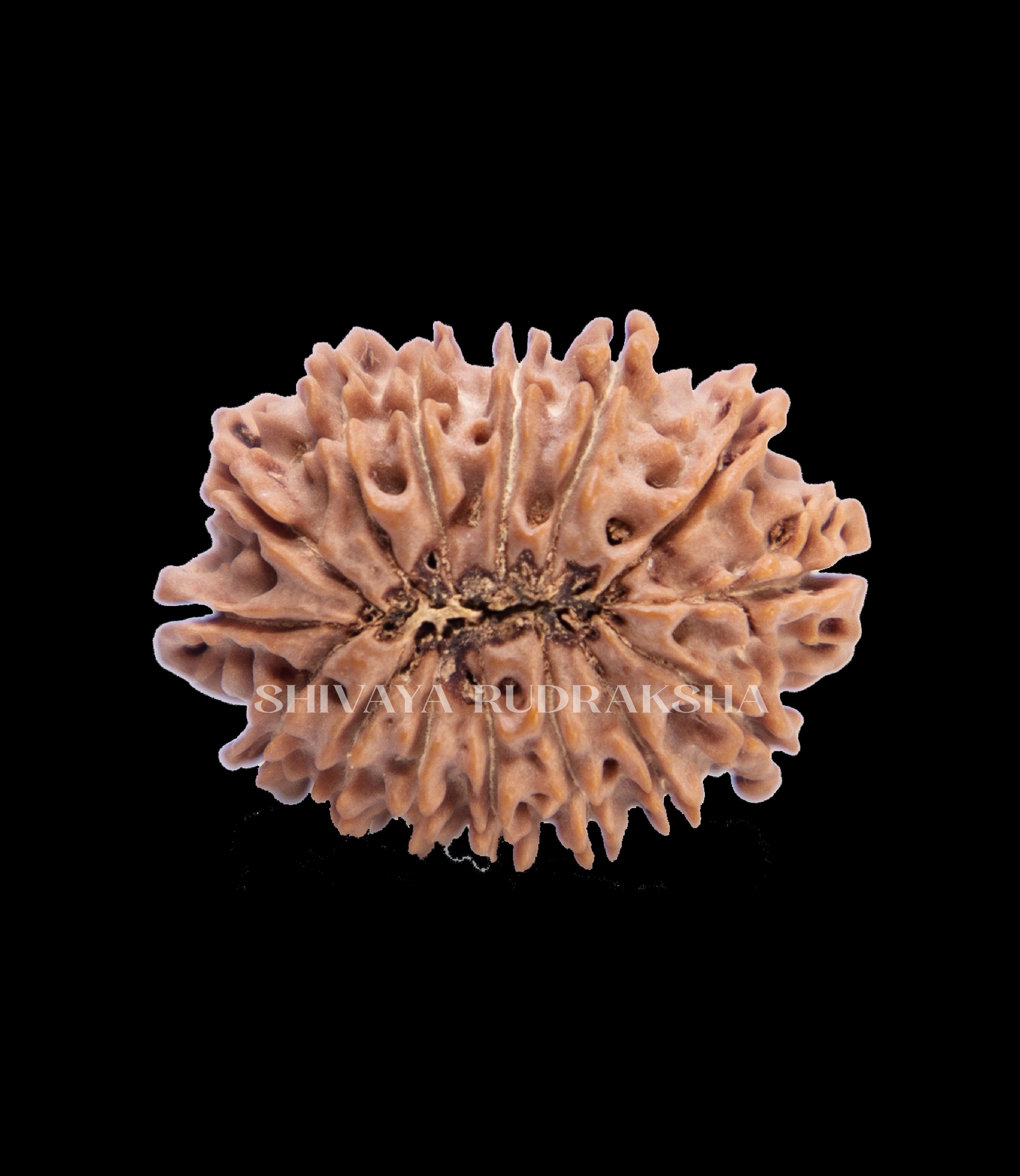 15 Mukhi Rudraksha - View 2