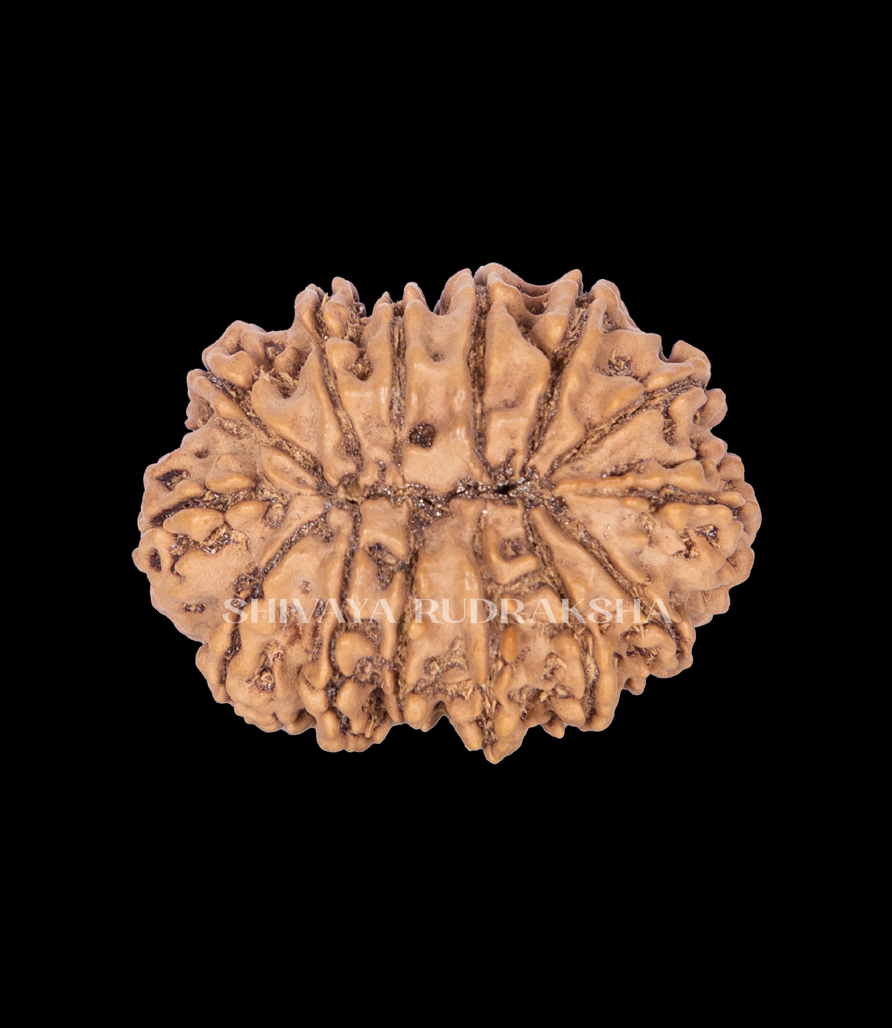 14 Mukhi Rudraksha - View 2