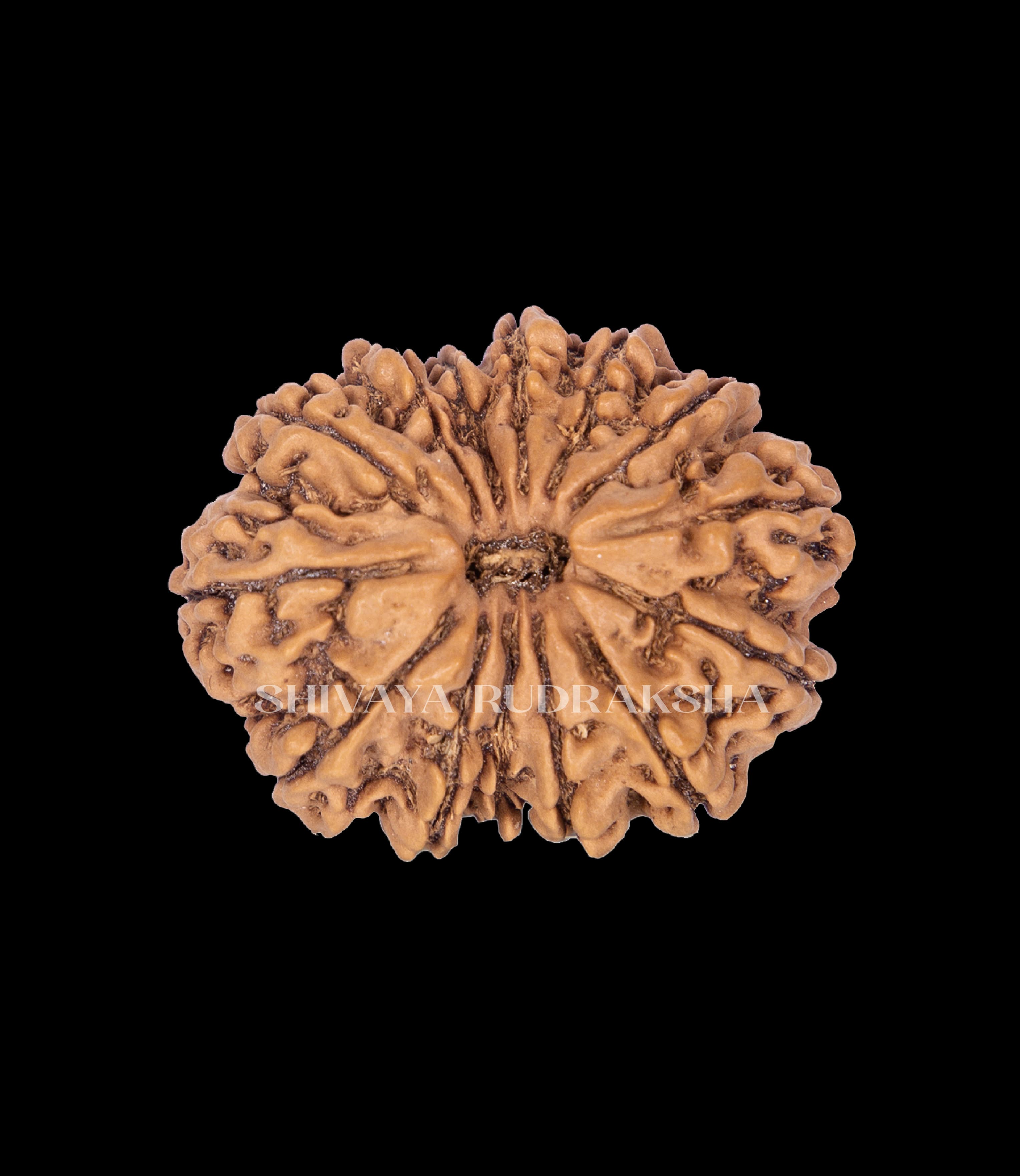 14 Mukhi Rudraksha