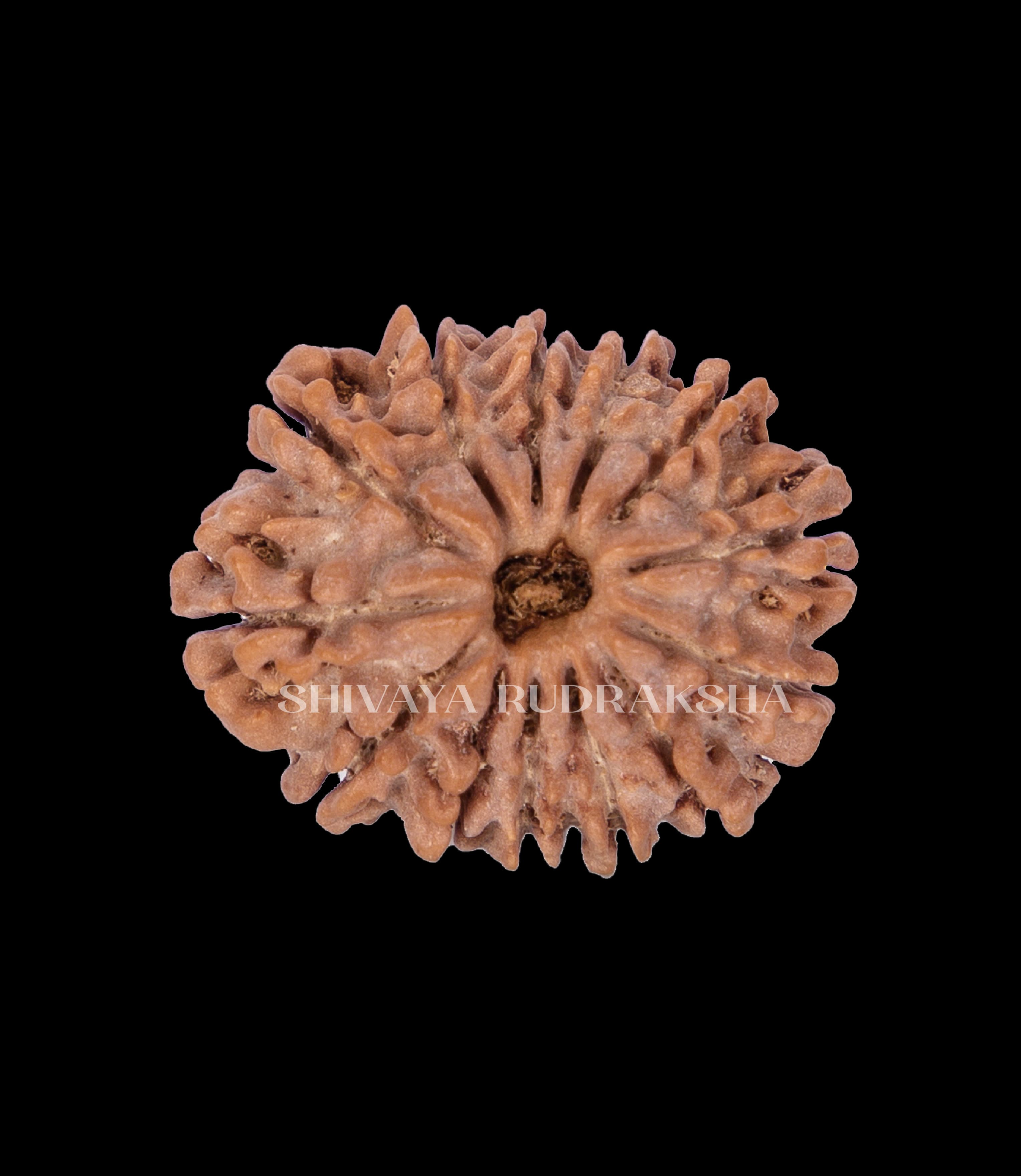 13 Mukhi Rudraksha