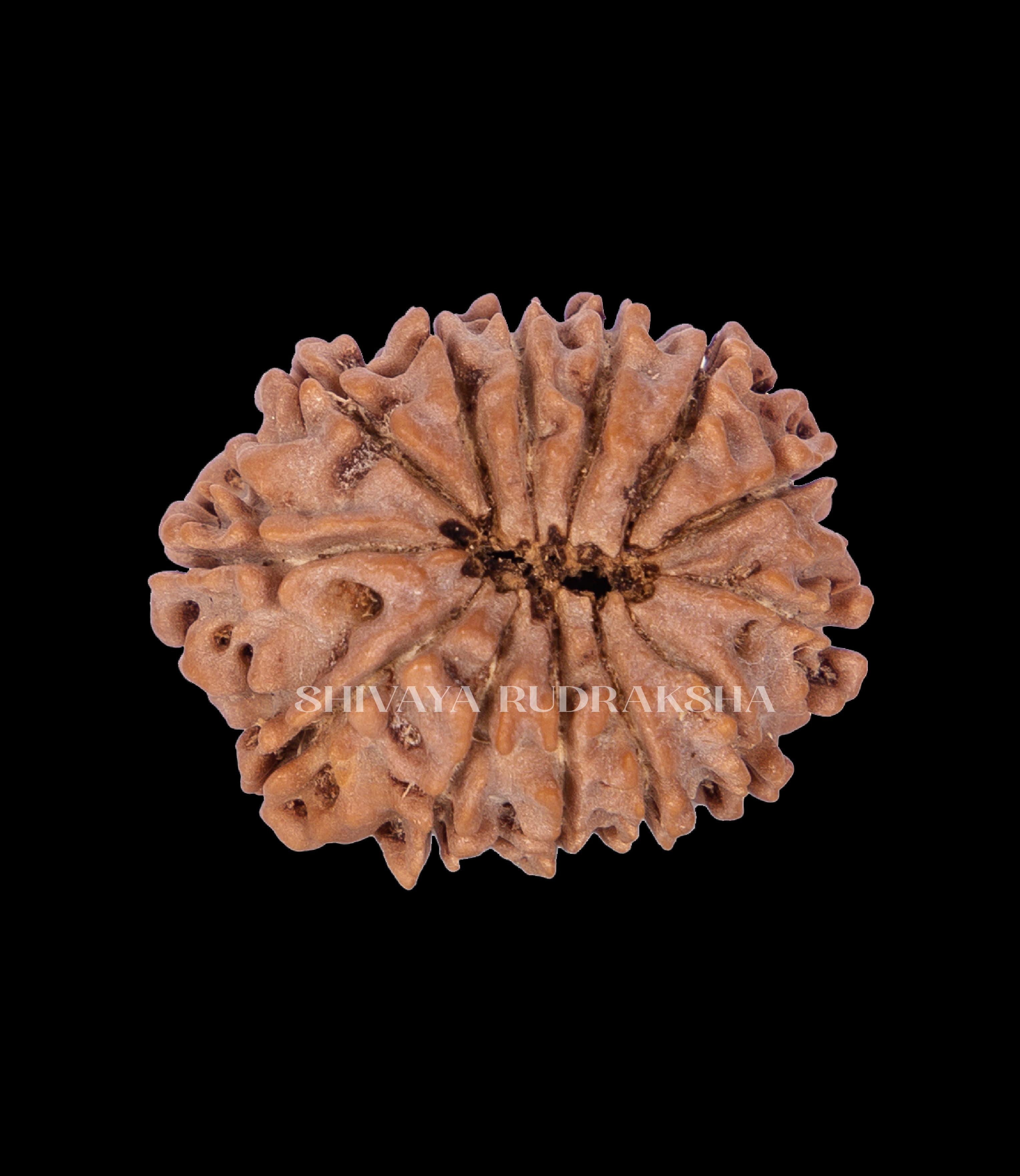 13 Mukhi Rudraksha - View 2