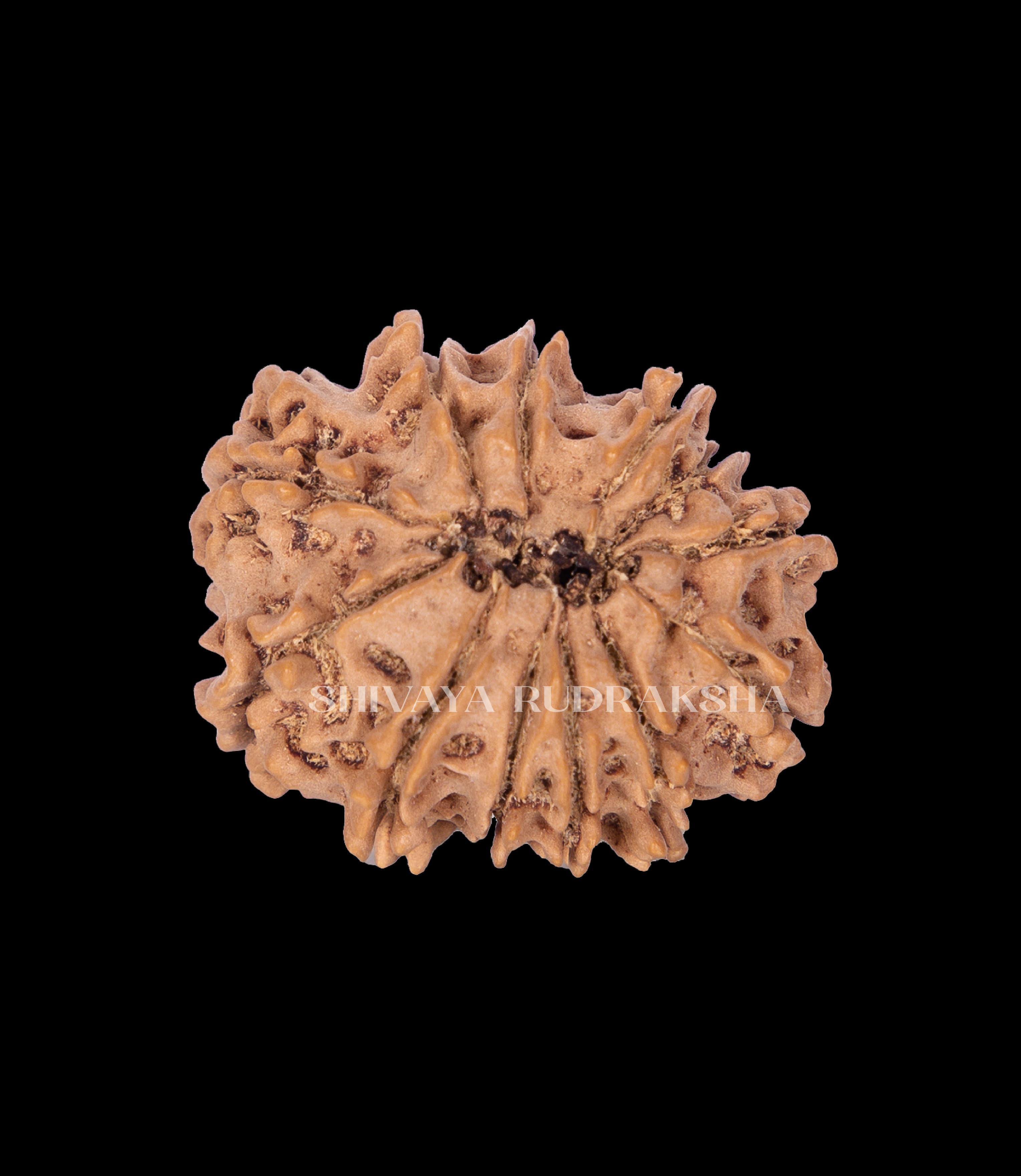 12 Mukhi Rudraksha - View 2