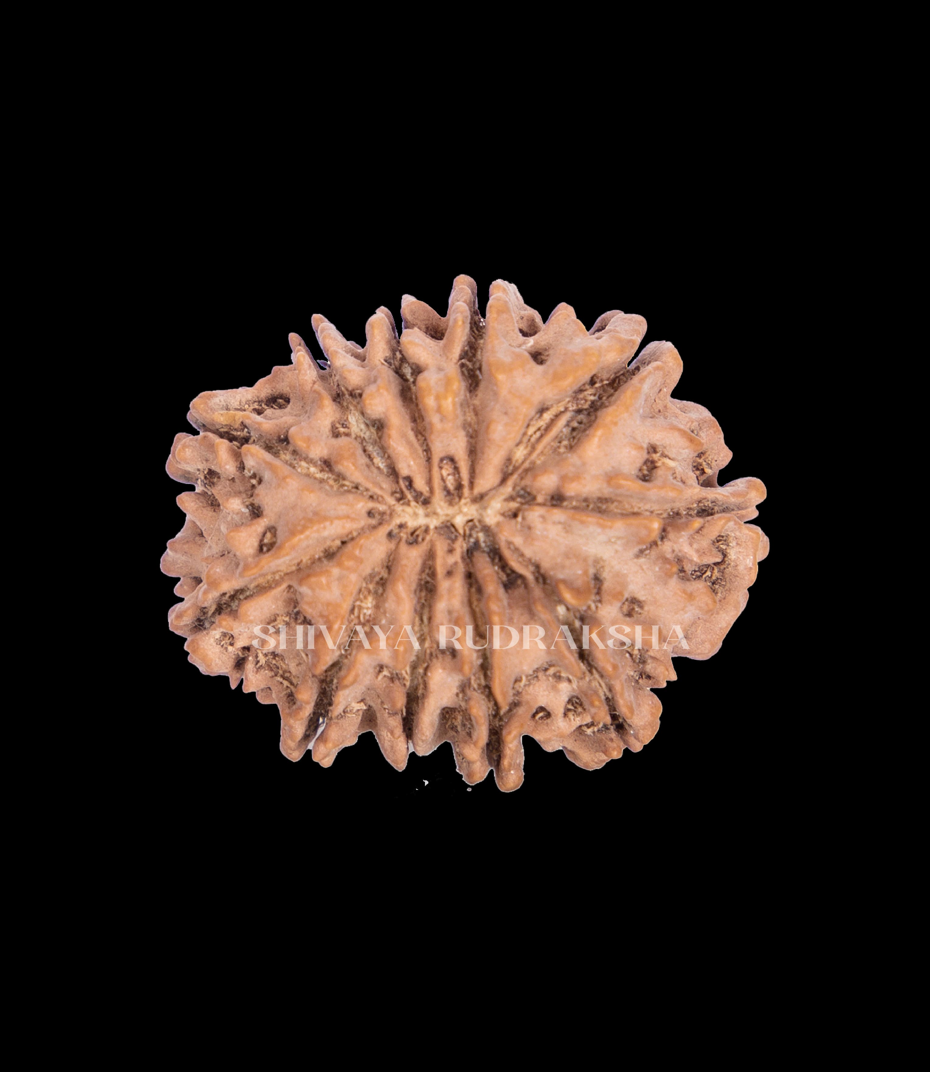 11 Mukhi Rudraksha - View 2