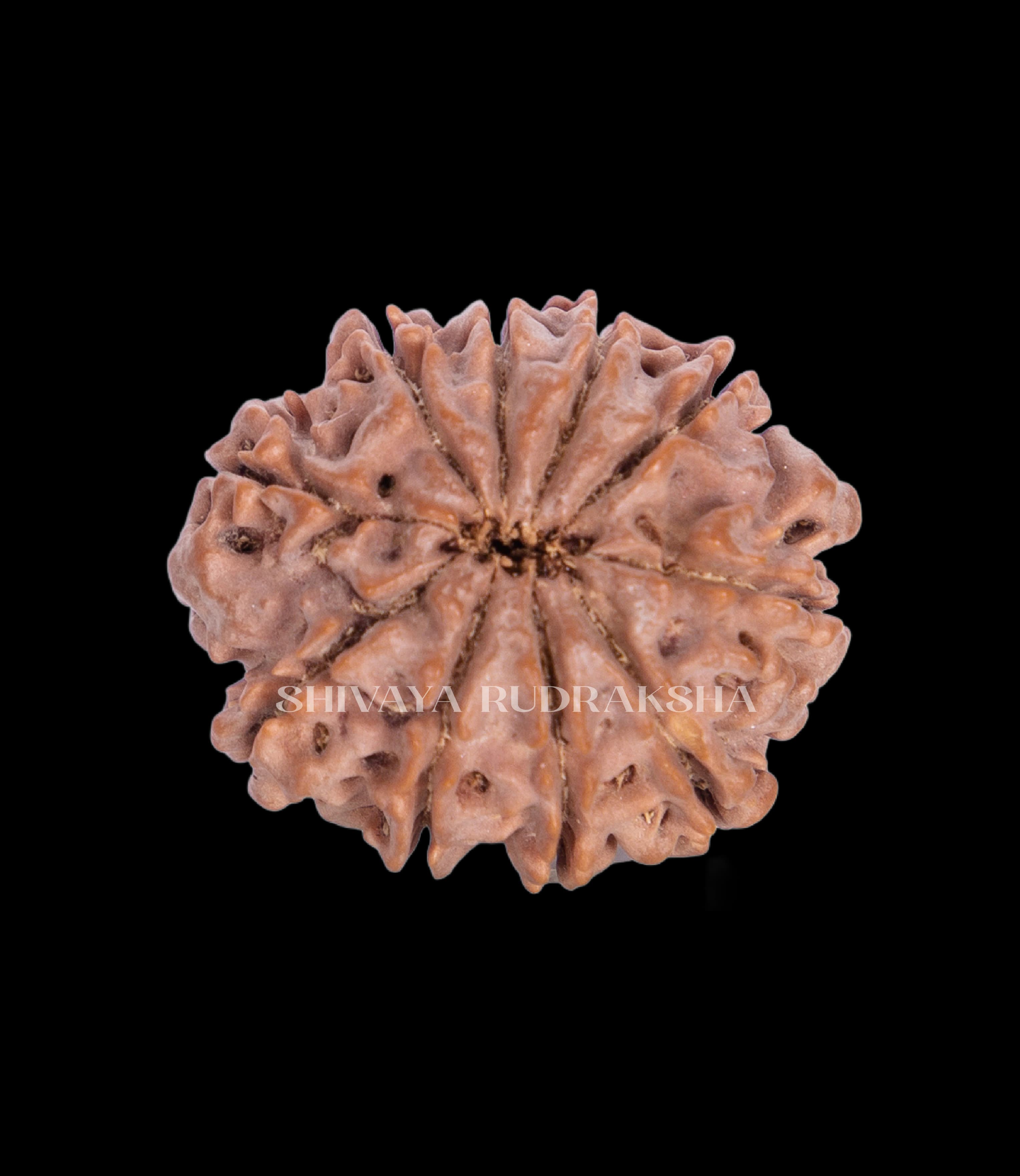 10 Mukhi Rudraksha - View 2