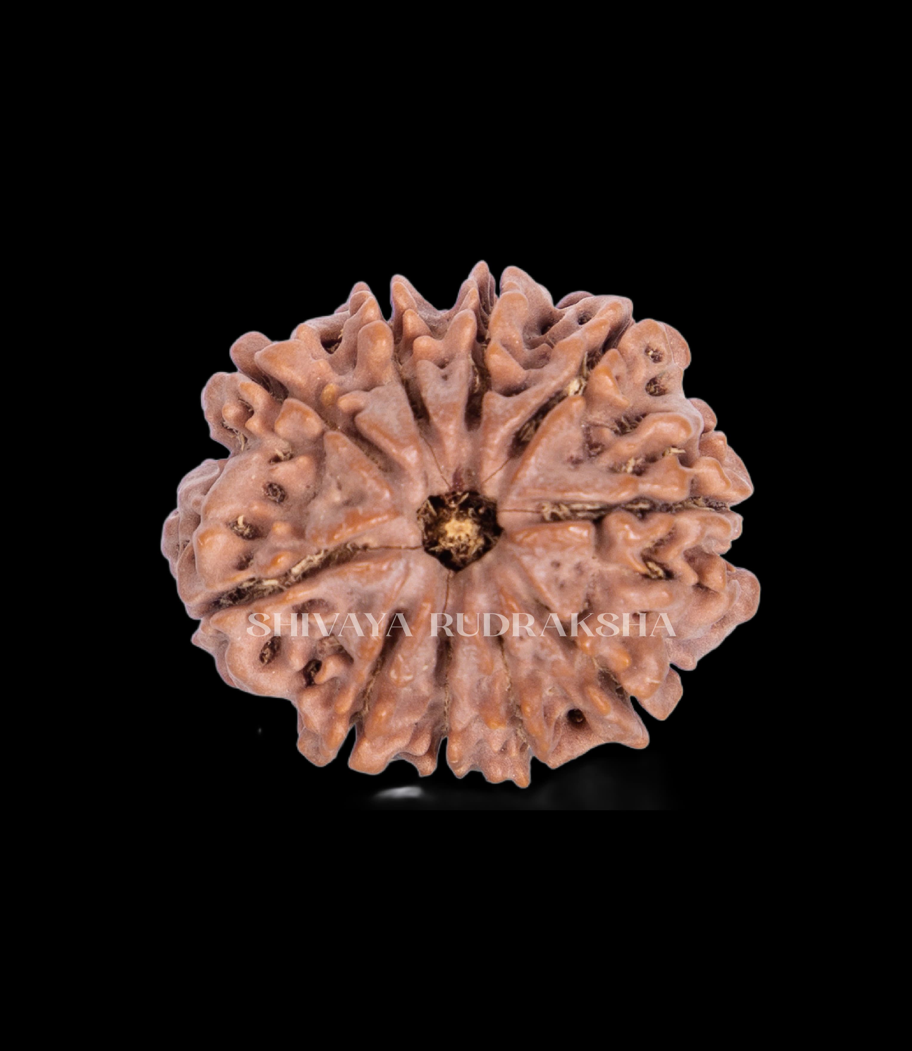 10 Mukhi Rudraksha