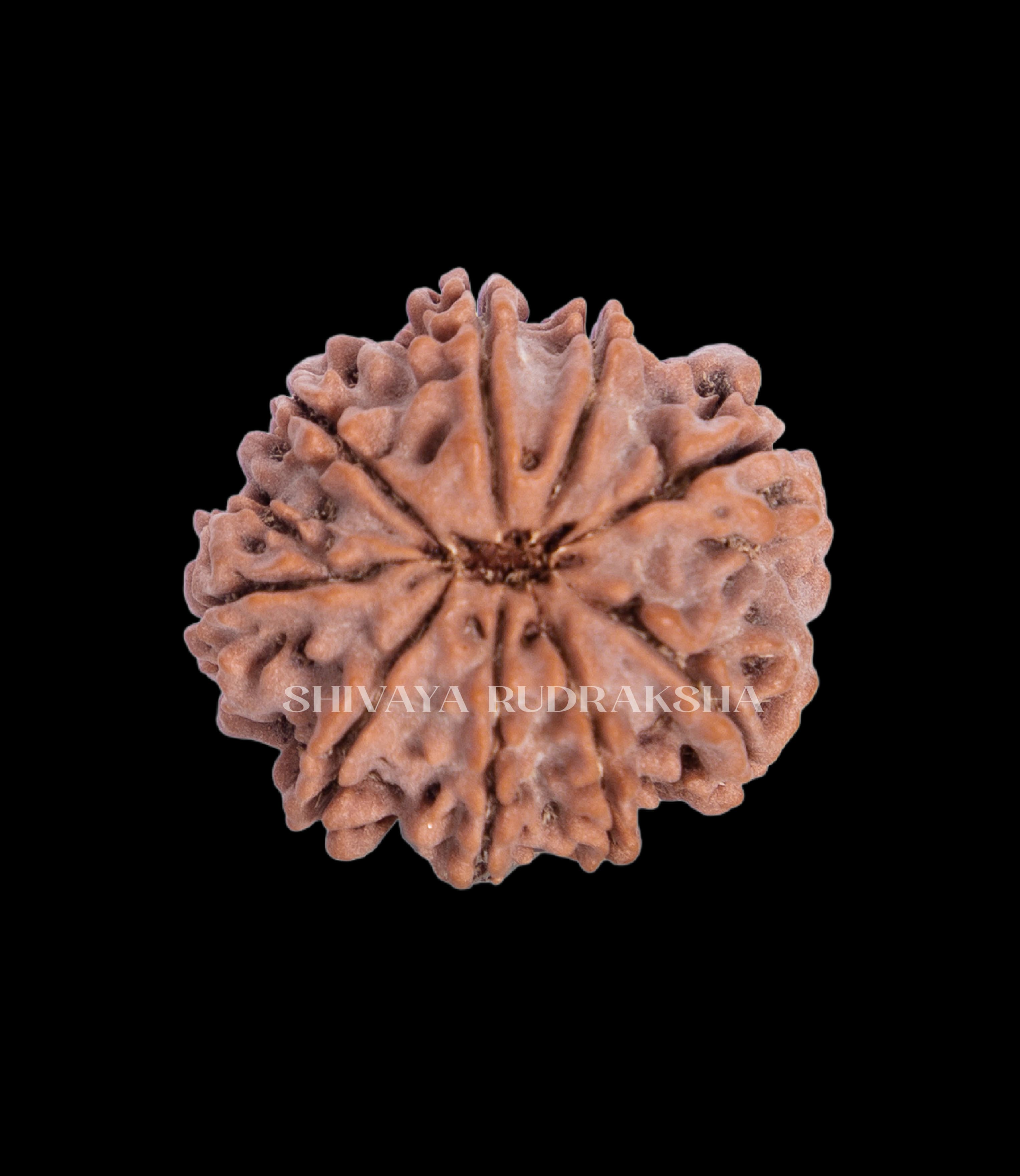 9 Mukhi Rudraksha - View 2