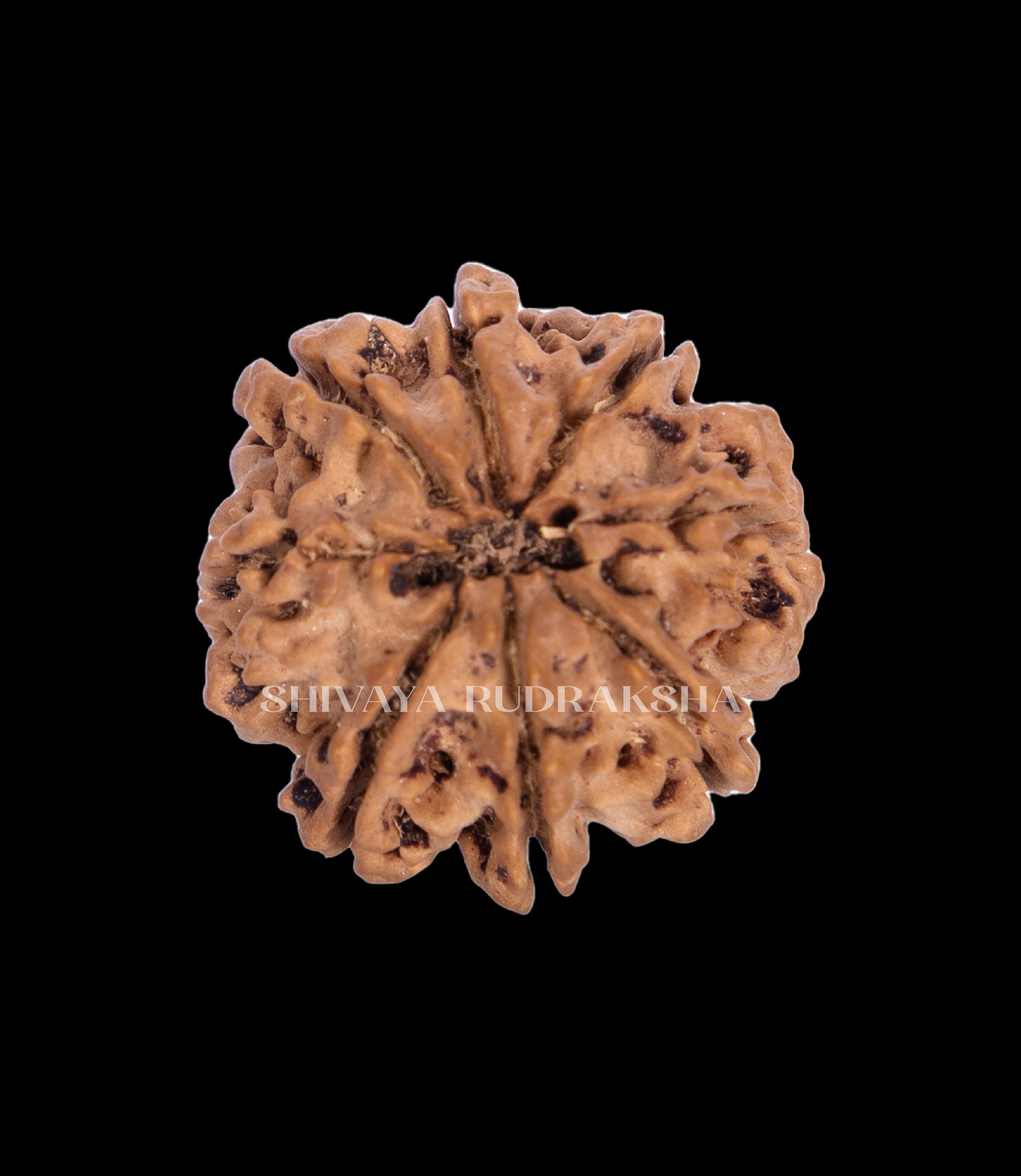 8 Mukhi Rudraksha - View 2