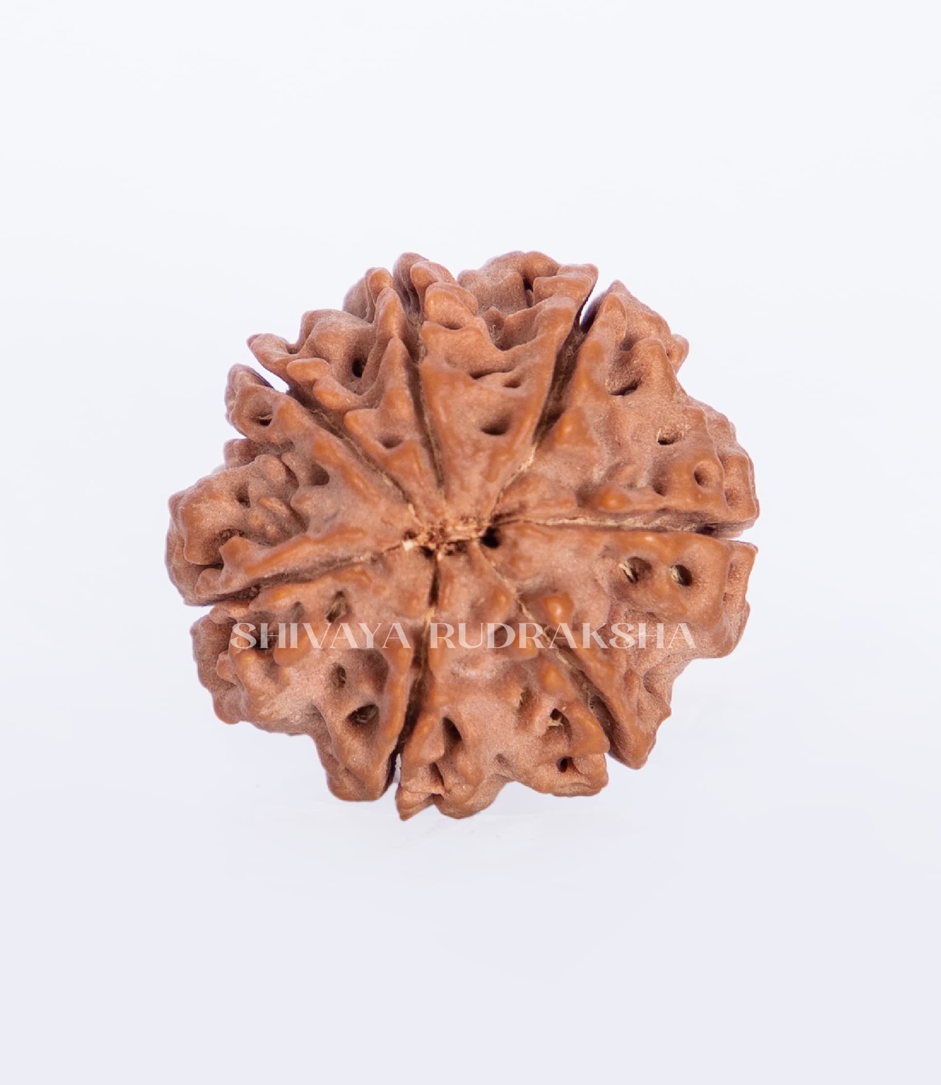 7 Mukhi Rudraksha - View 2