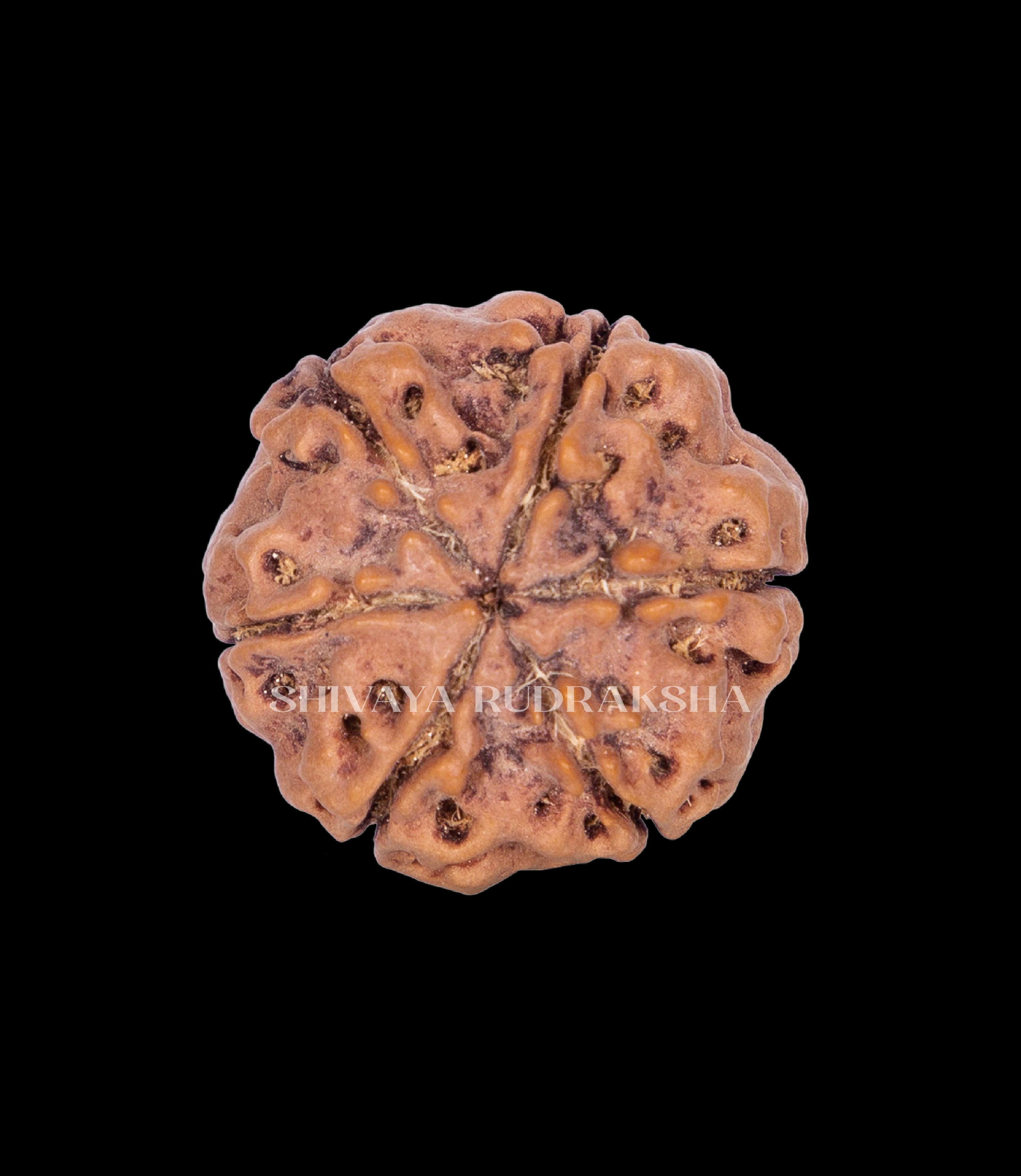 6 Mukhi Rudraksha - View 2