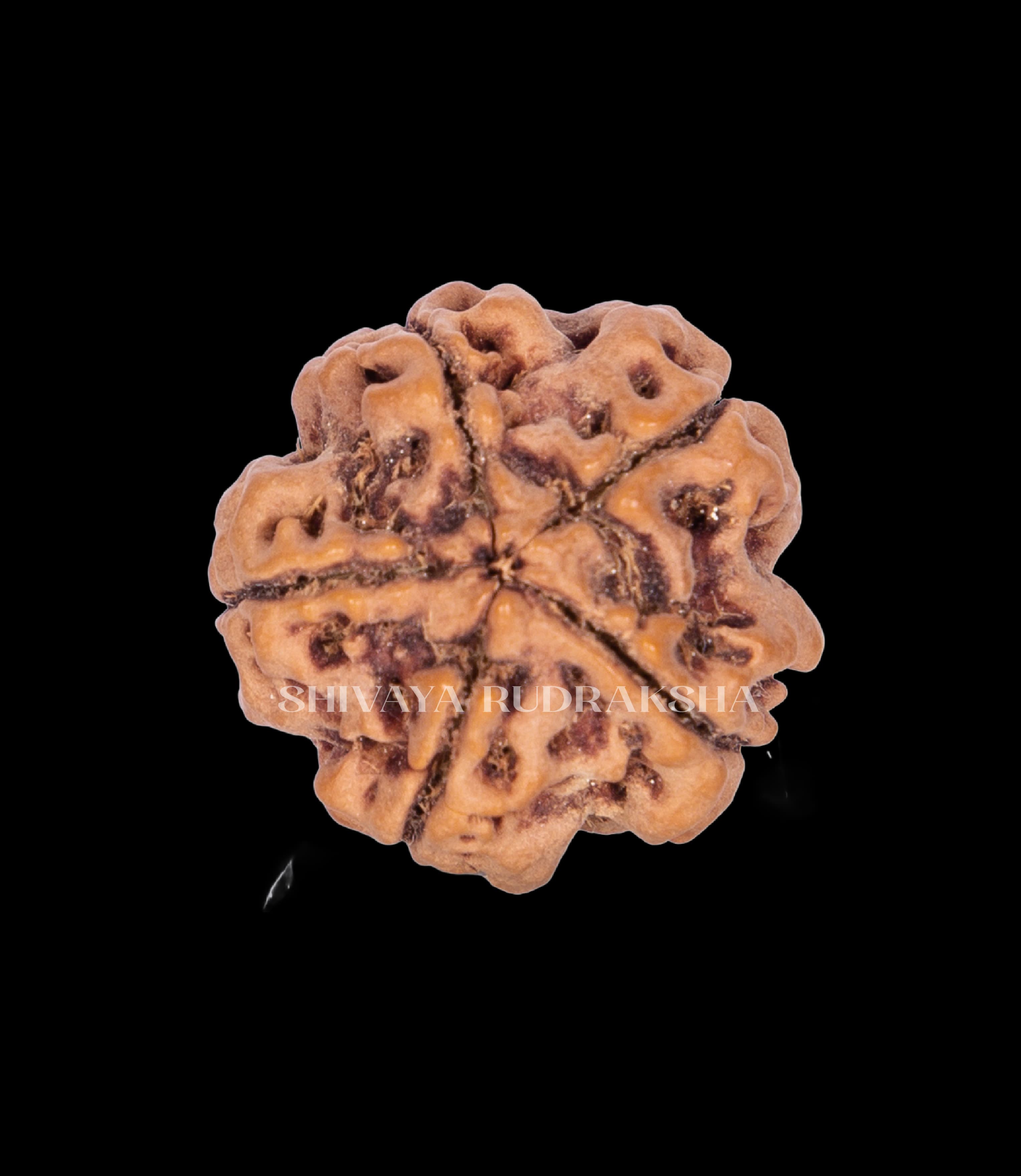 5 Mukhi Rudraksha - View 2