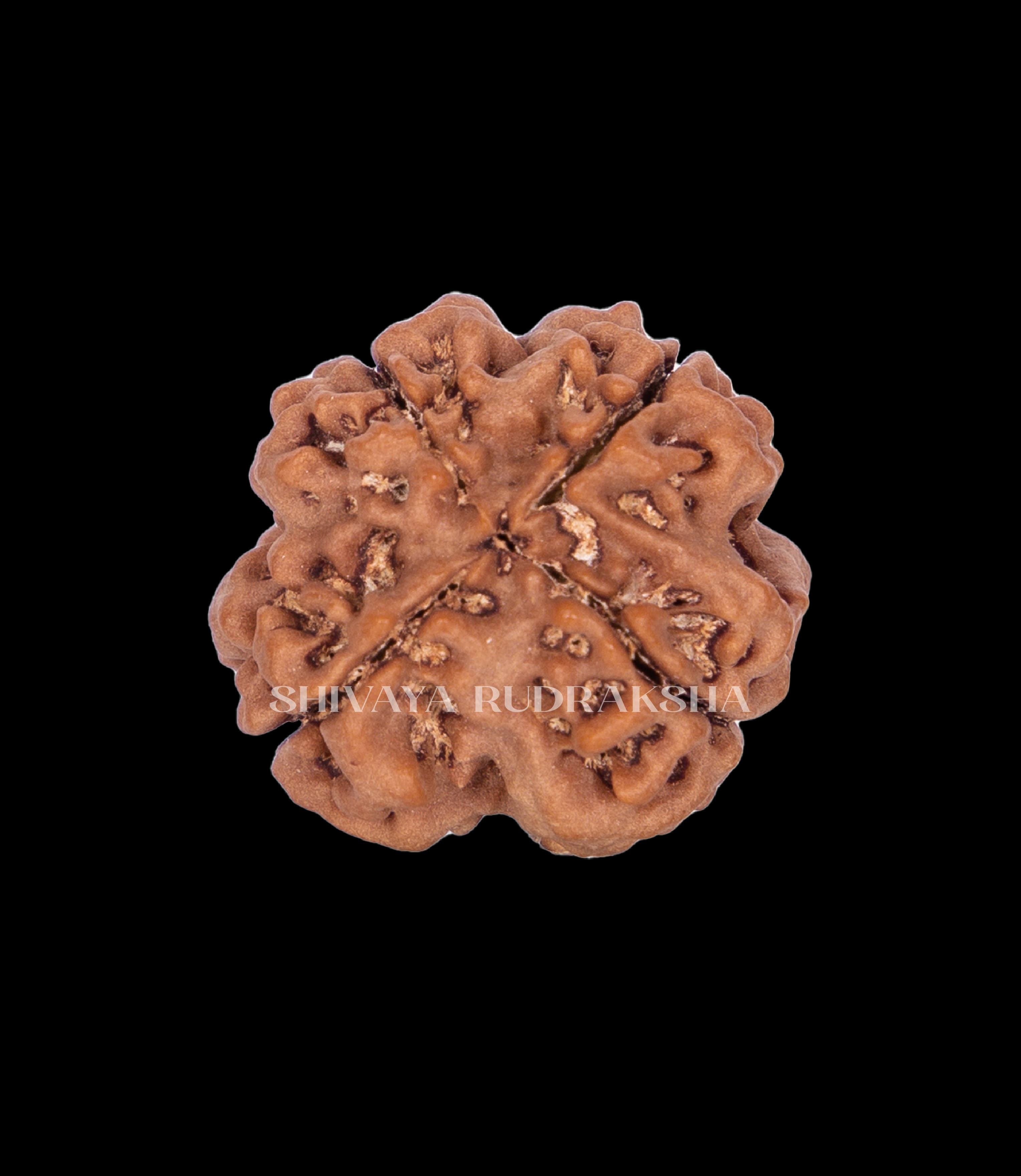 4 Mukhi Rudraksha - View 2