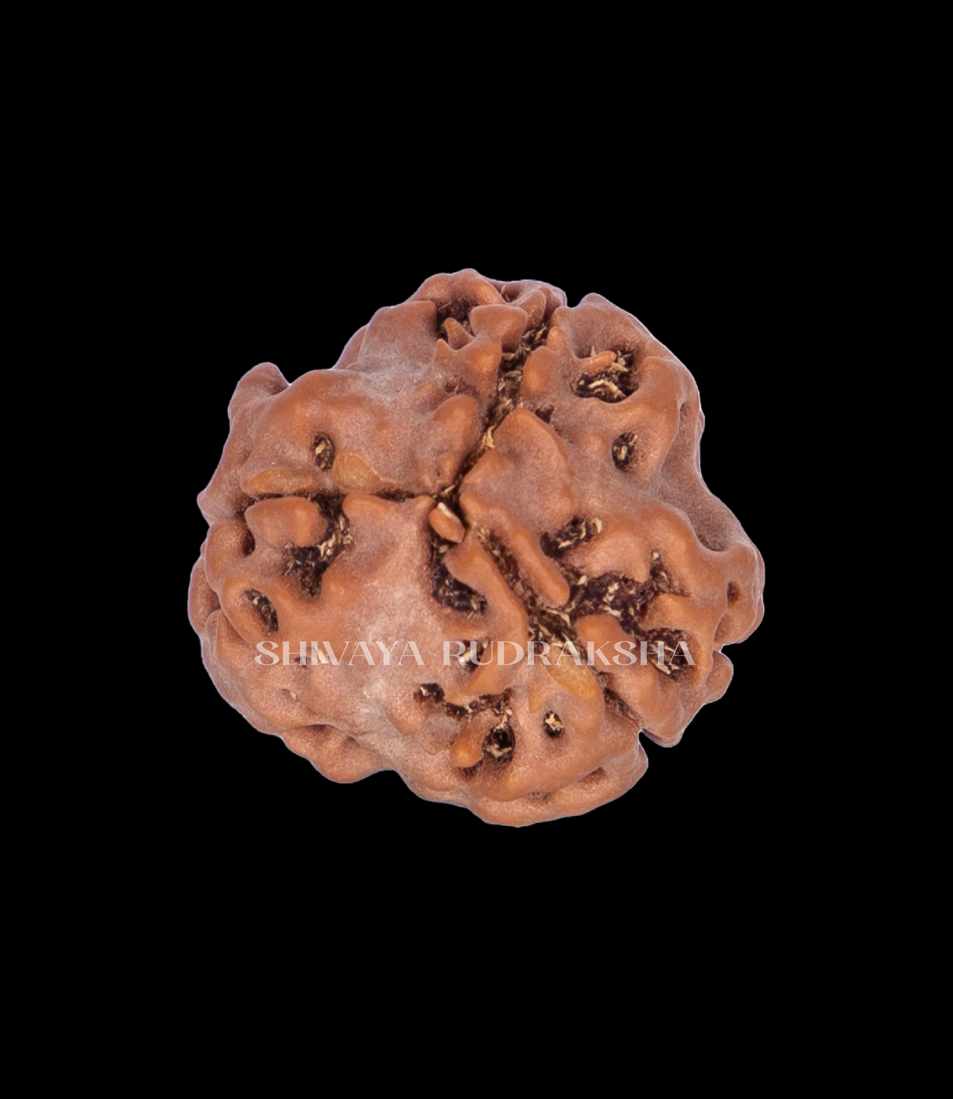 3 Mukhi Rudraksha - View 2