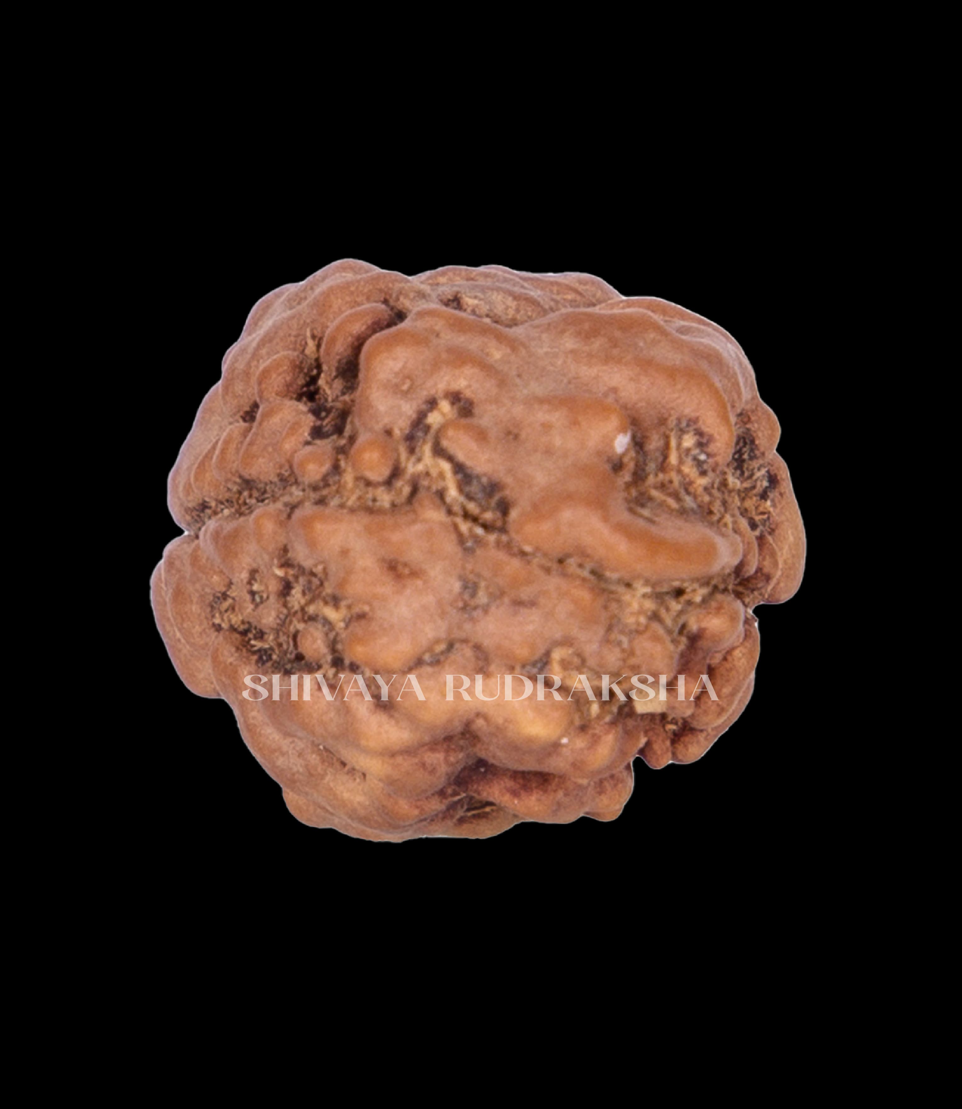 2 Mukhi Rudraksha - View 2