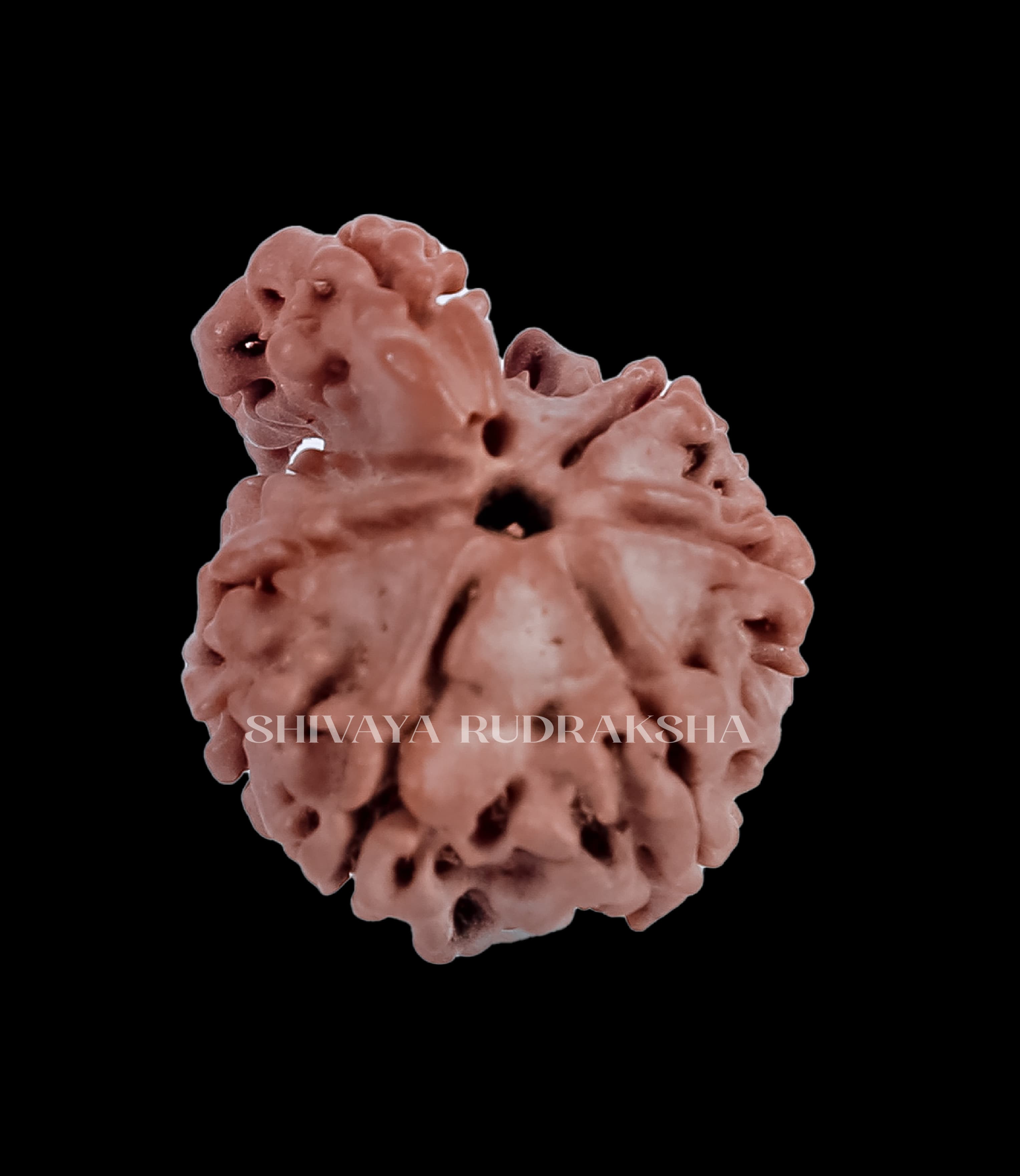 1 Mukhi Rudraksha - View 2