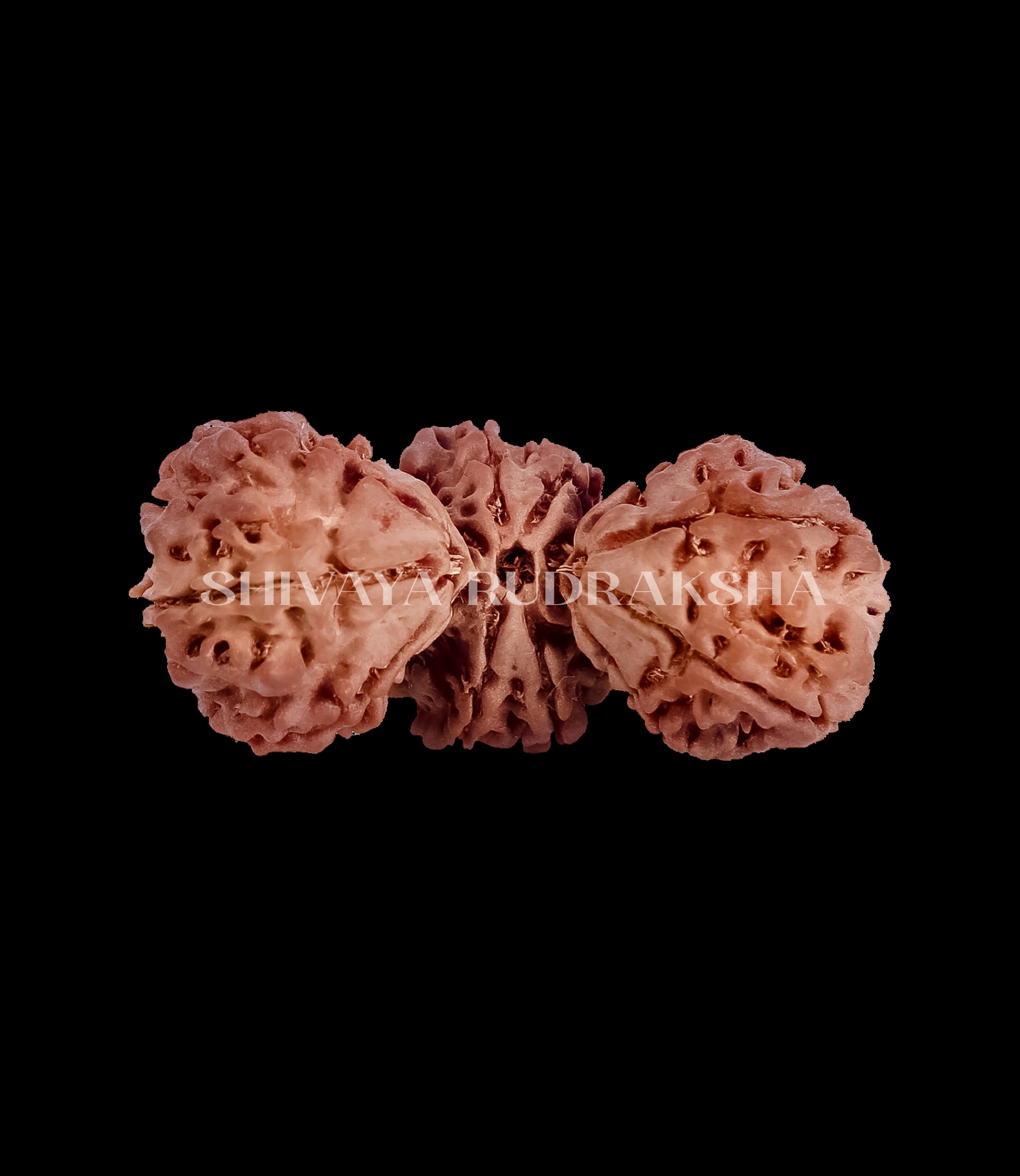 Trijuti Rudraksha