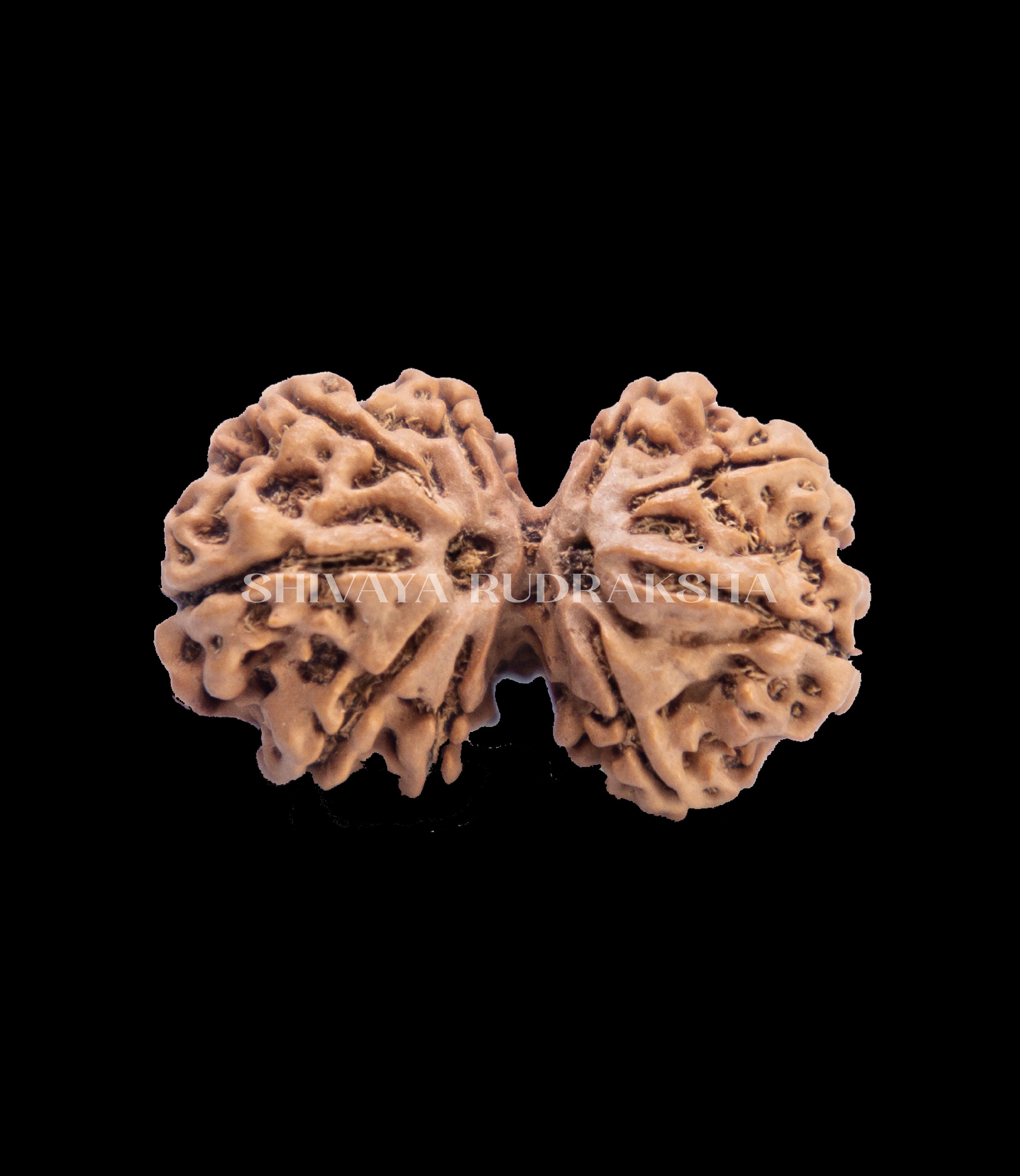 Gaurishankar Rudraksha