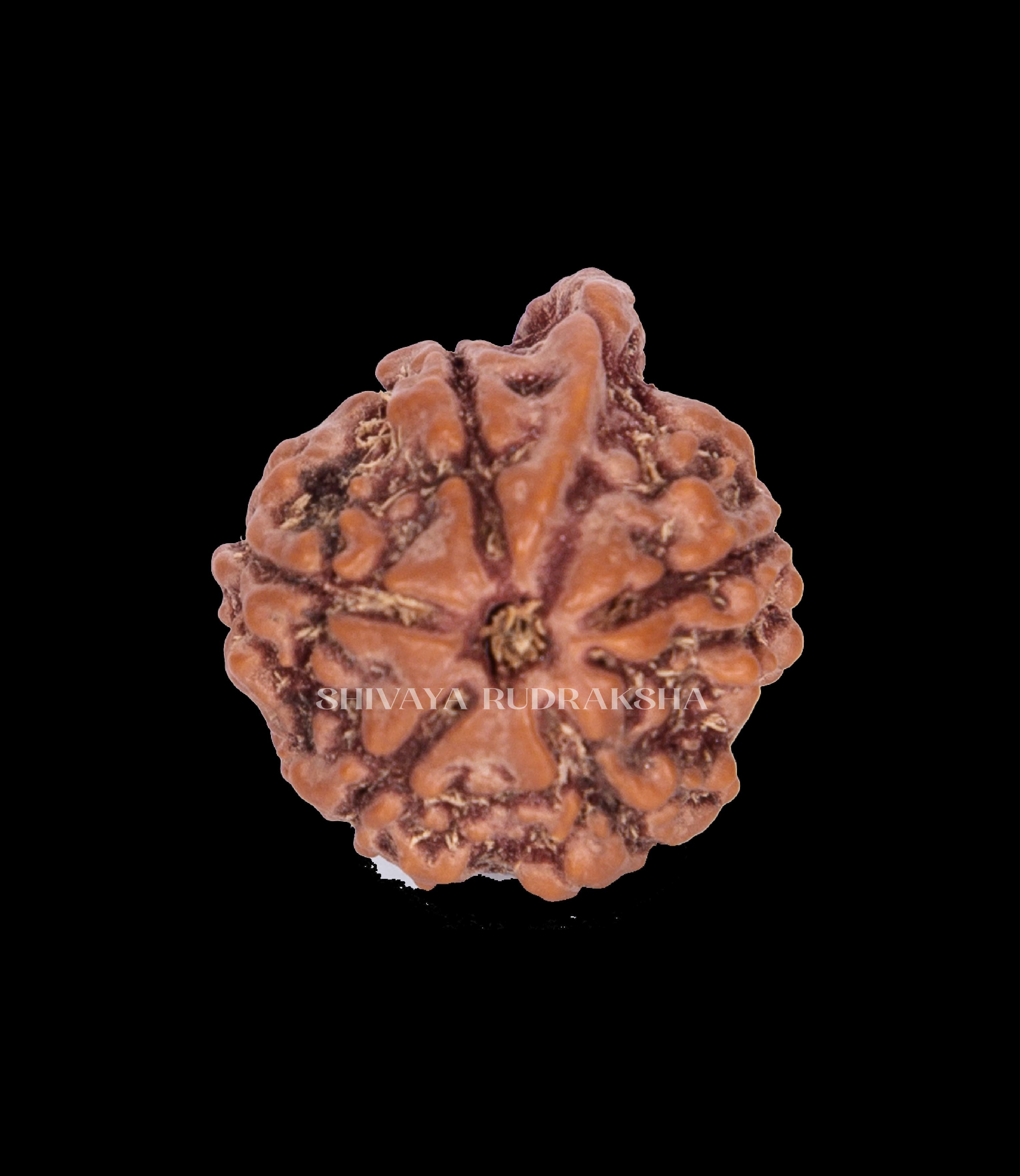 Ganesh Rudraksha