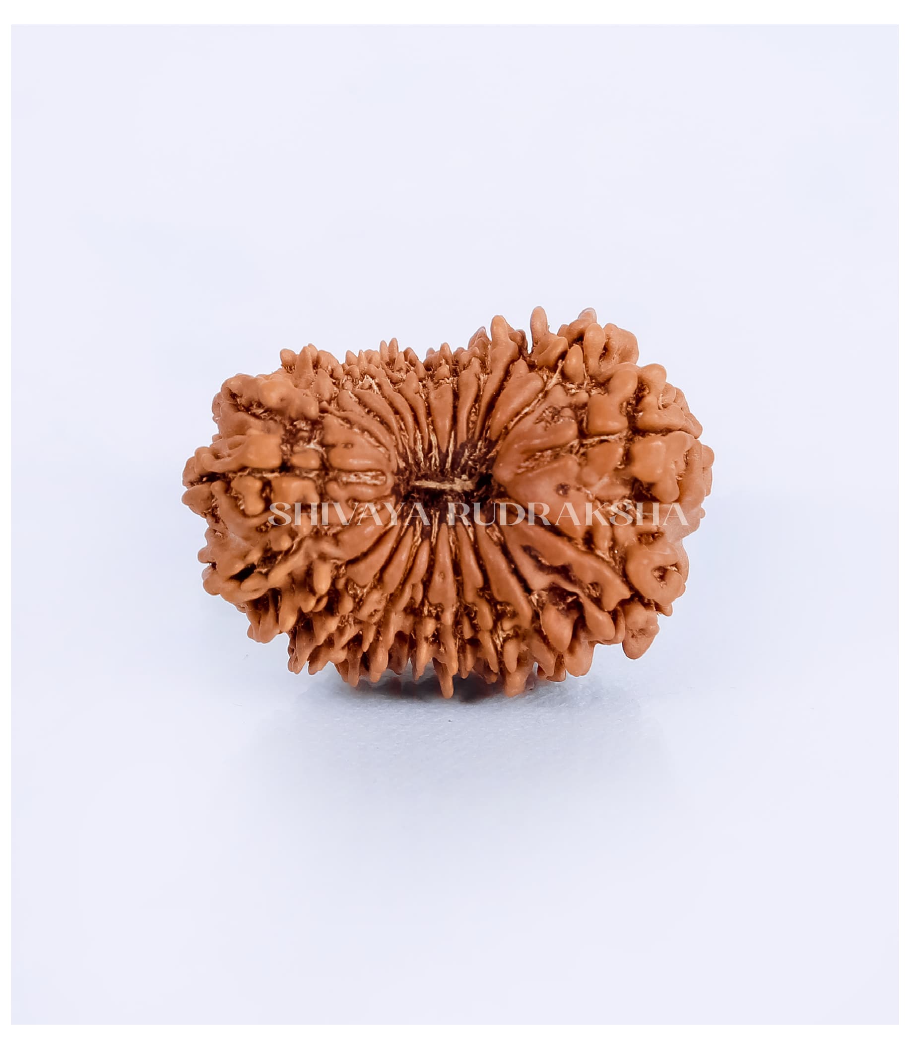 21 Mukhi Rudraksha