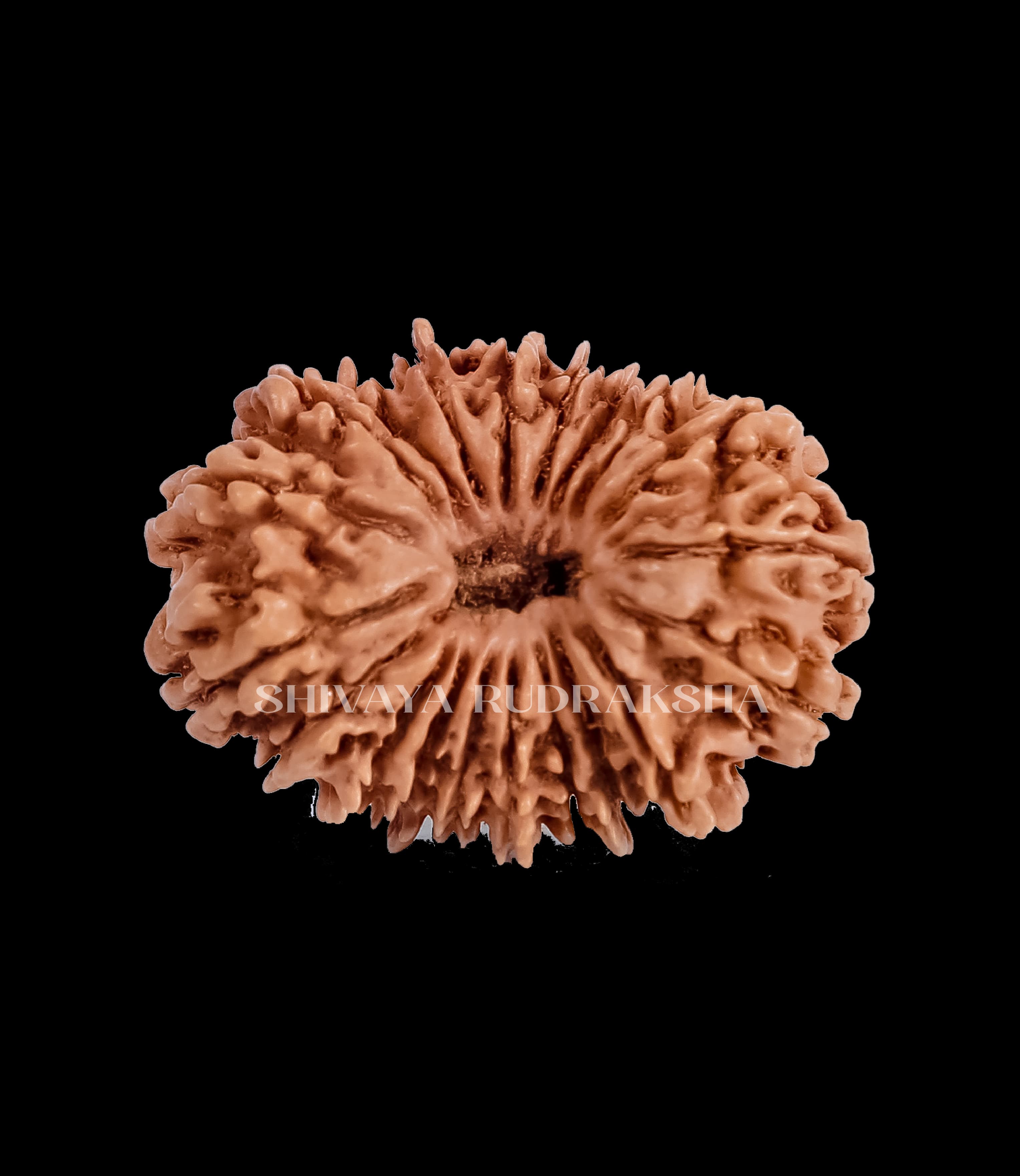 20 Mukhi Rudraksha