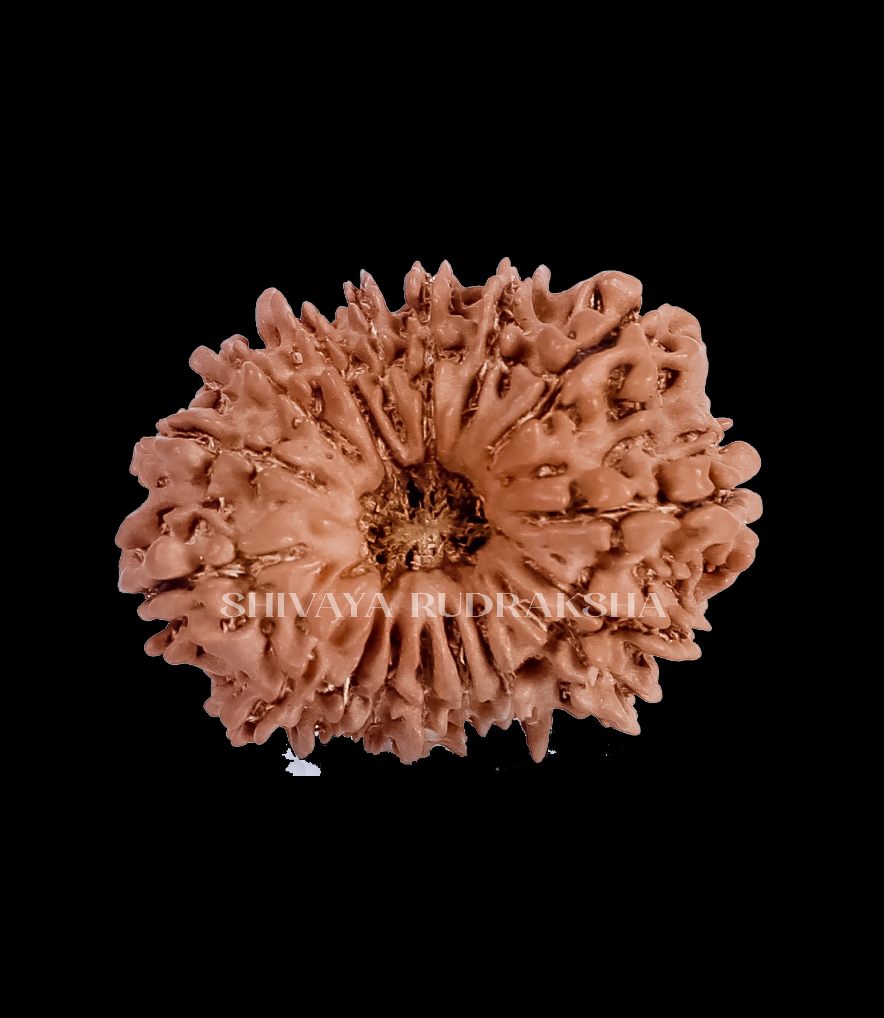 17 Mukhi Rudraksha