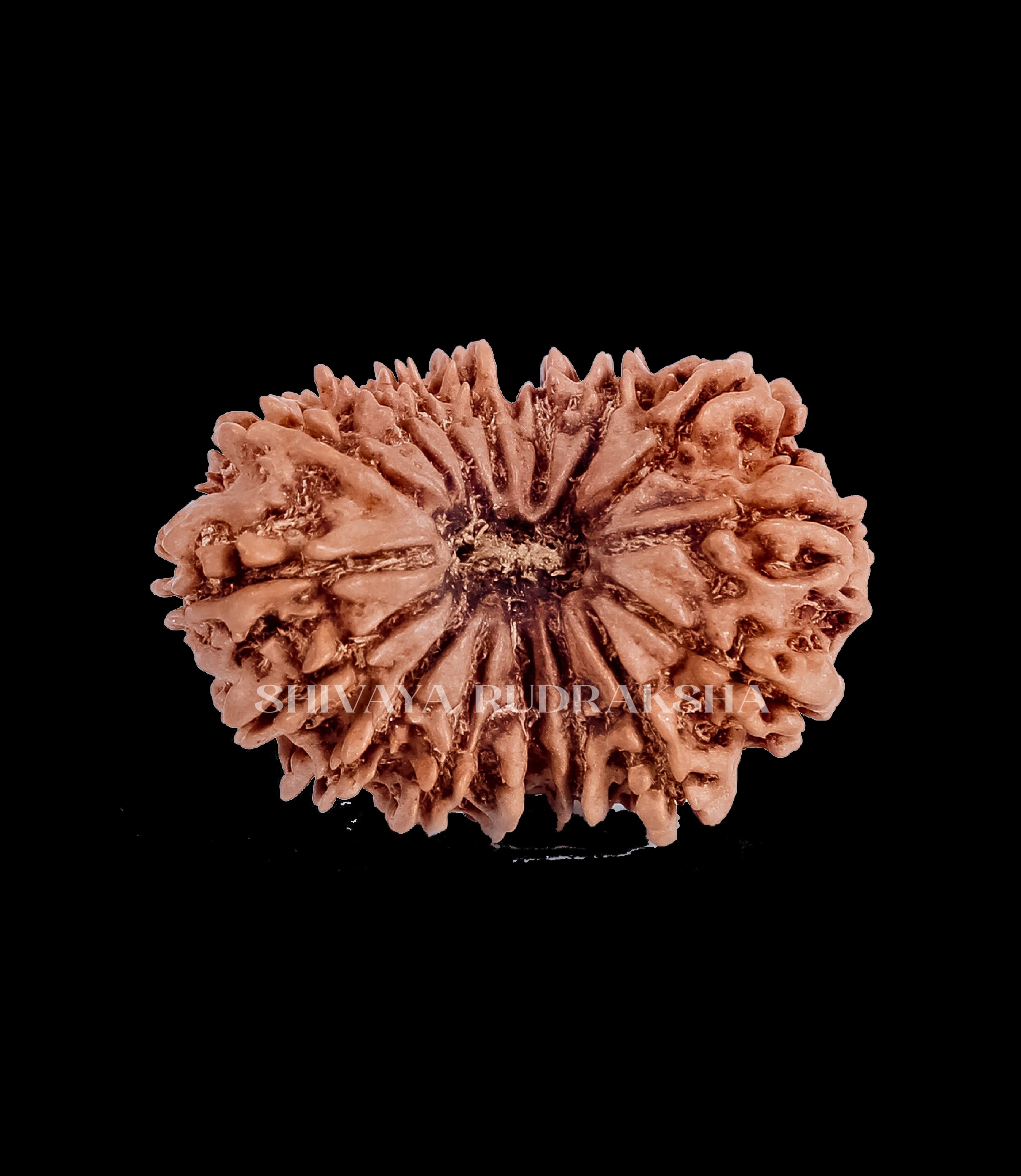 16 Mukhi Rudraksha