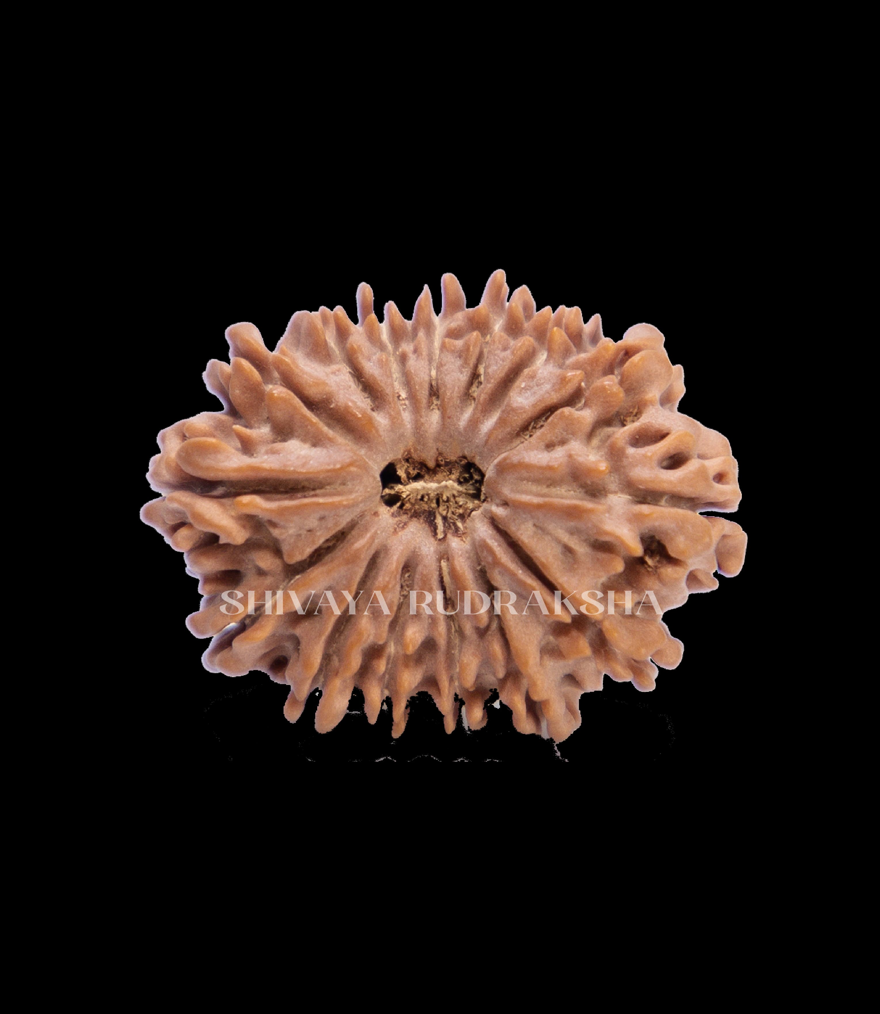 15 Mukhi Rudraksha