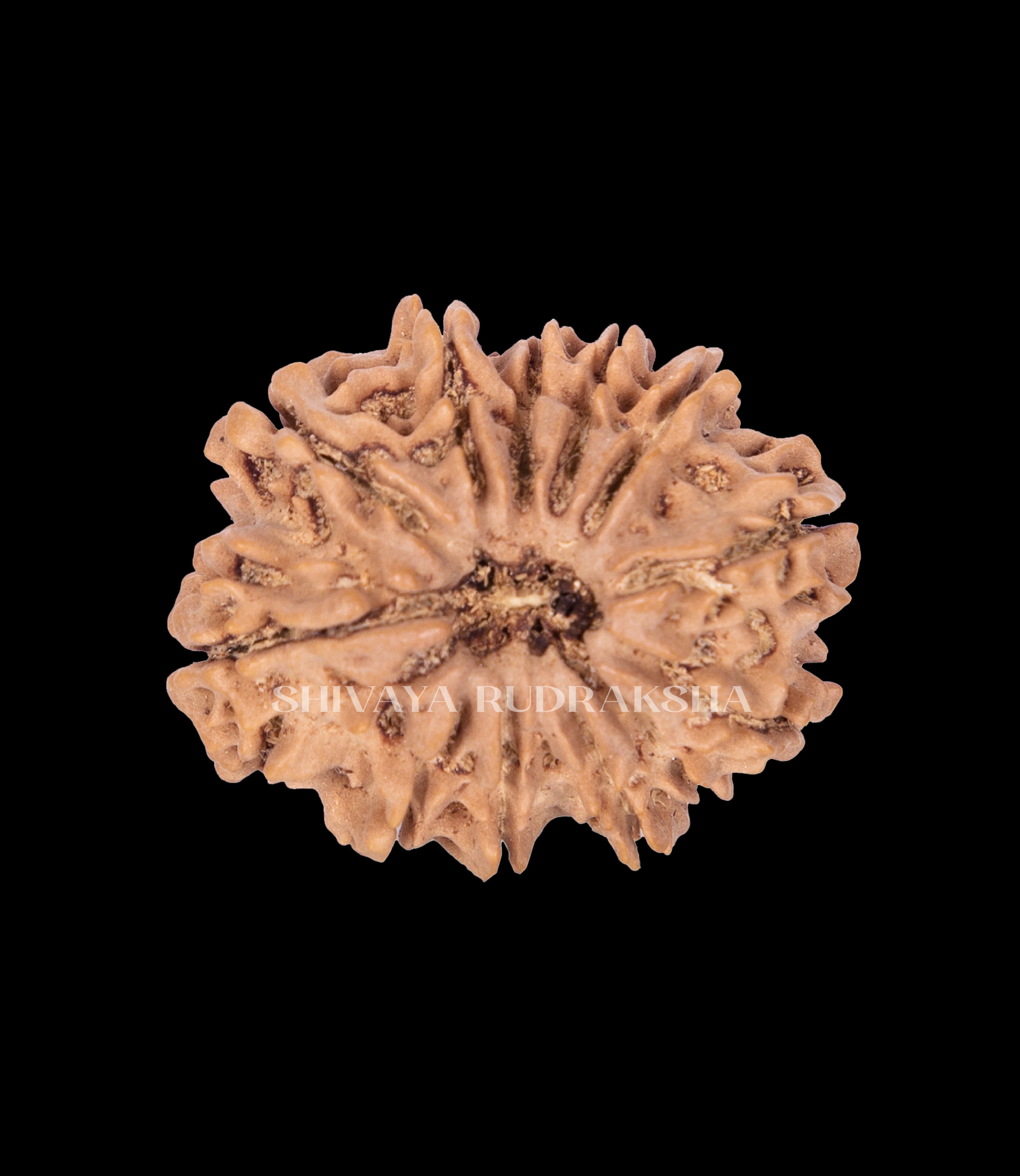 12 Mukhi Rudraksha