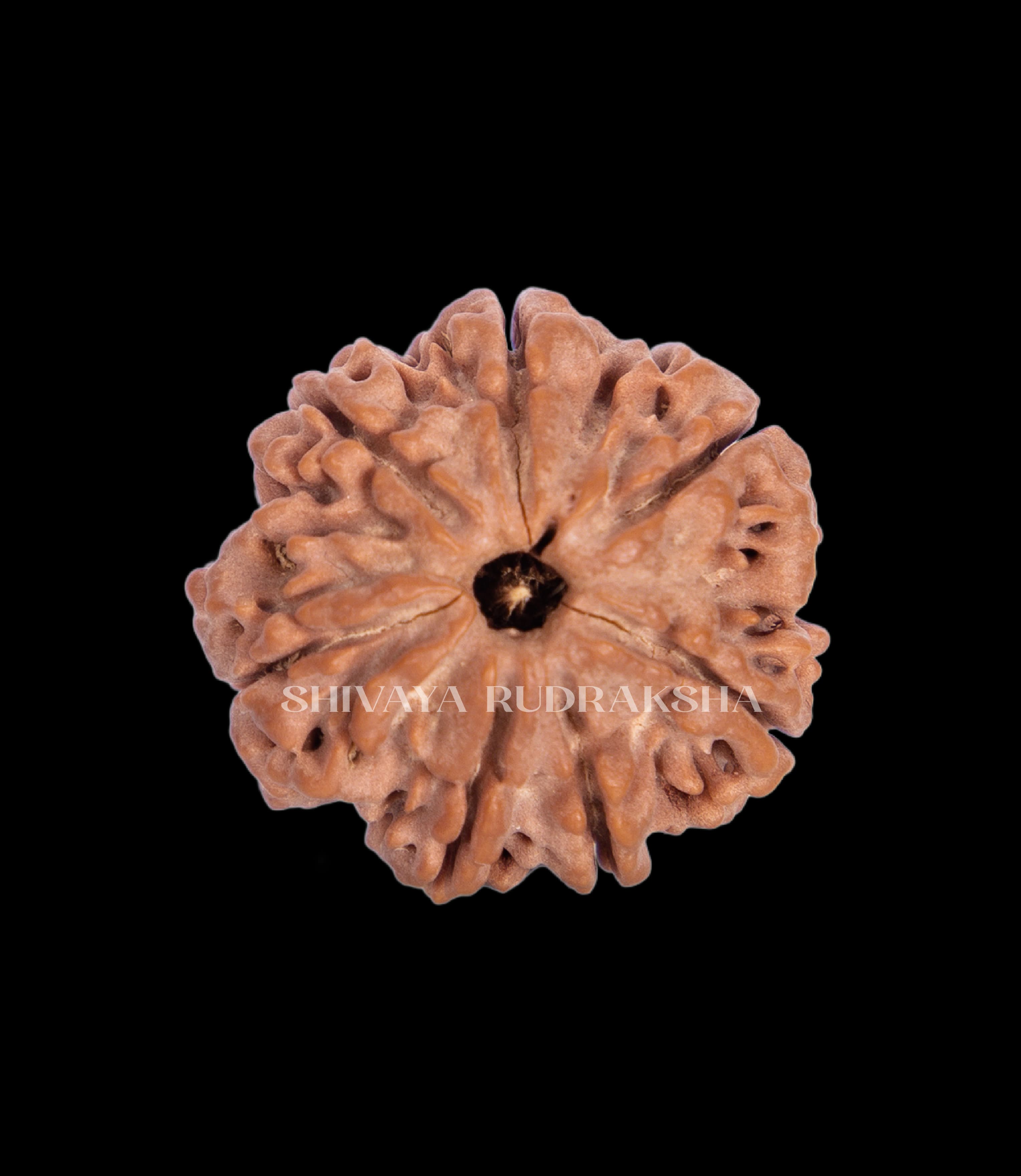 7 Mukhi Rudraksha