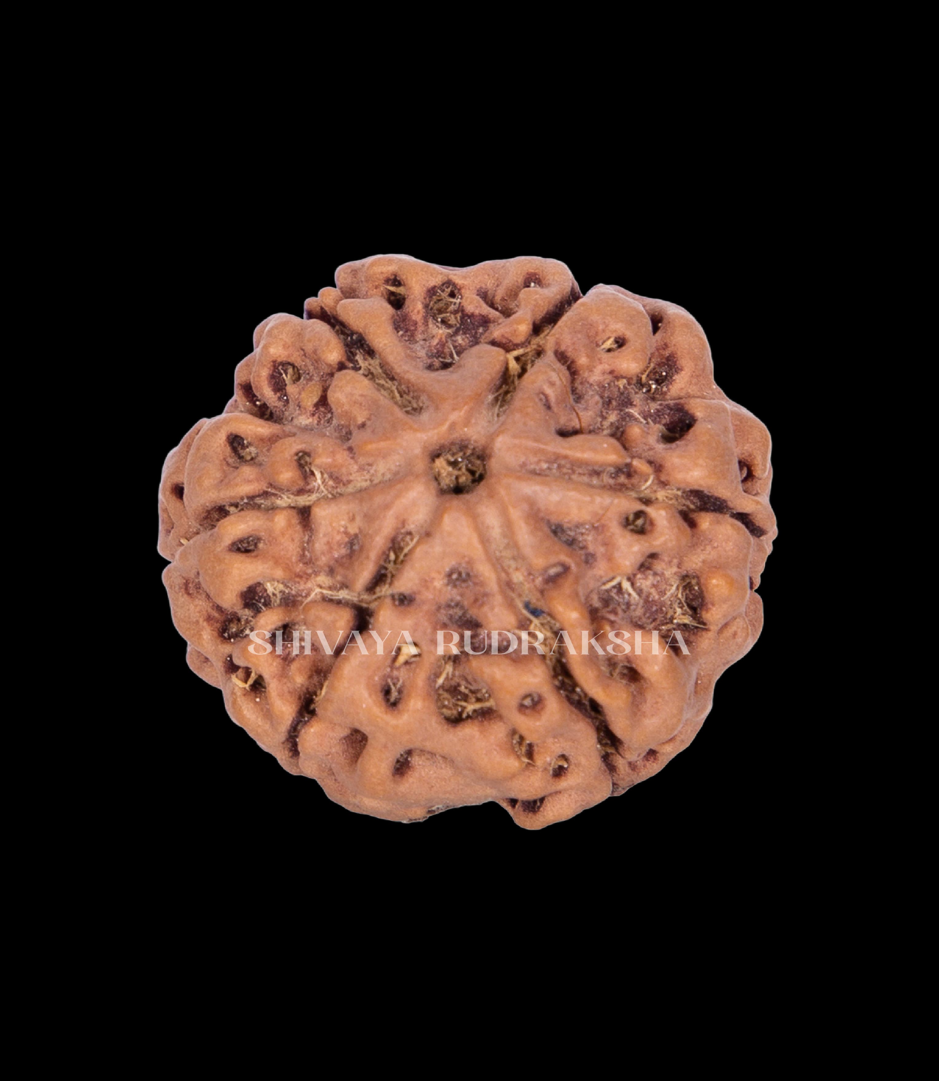 6 Mukhi Rudraksha