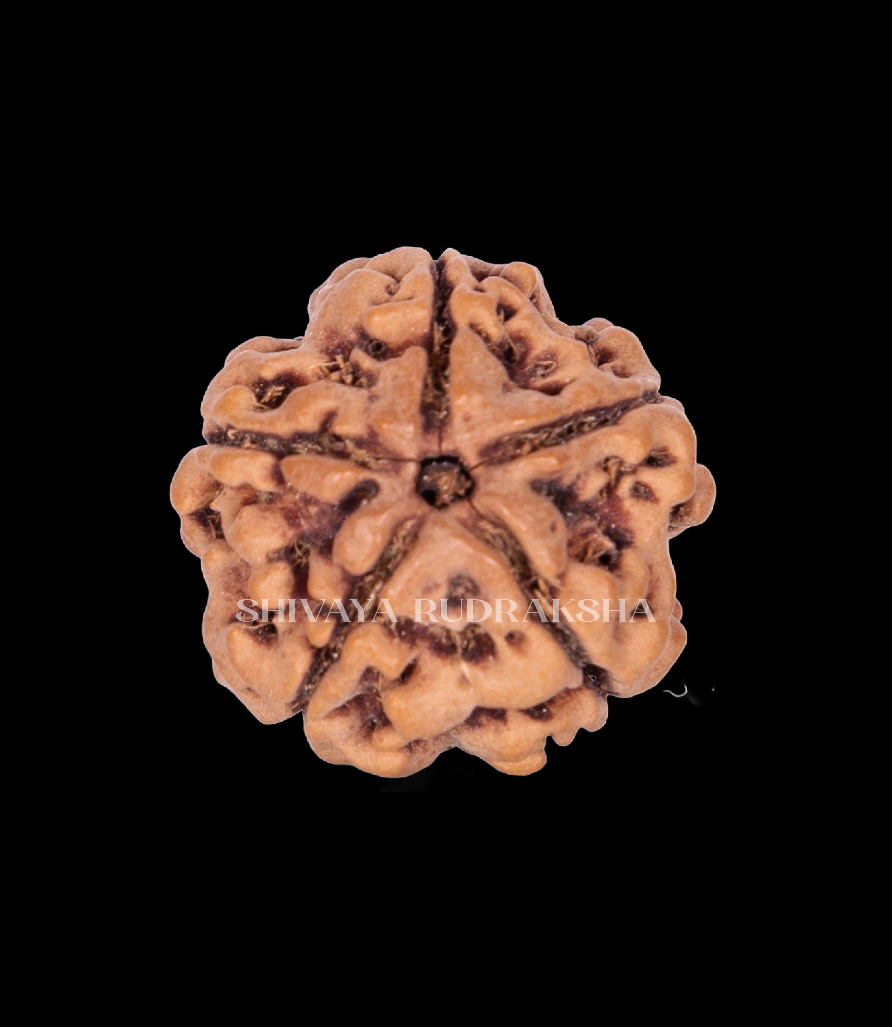 5 Mukhi Rudraksha