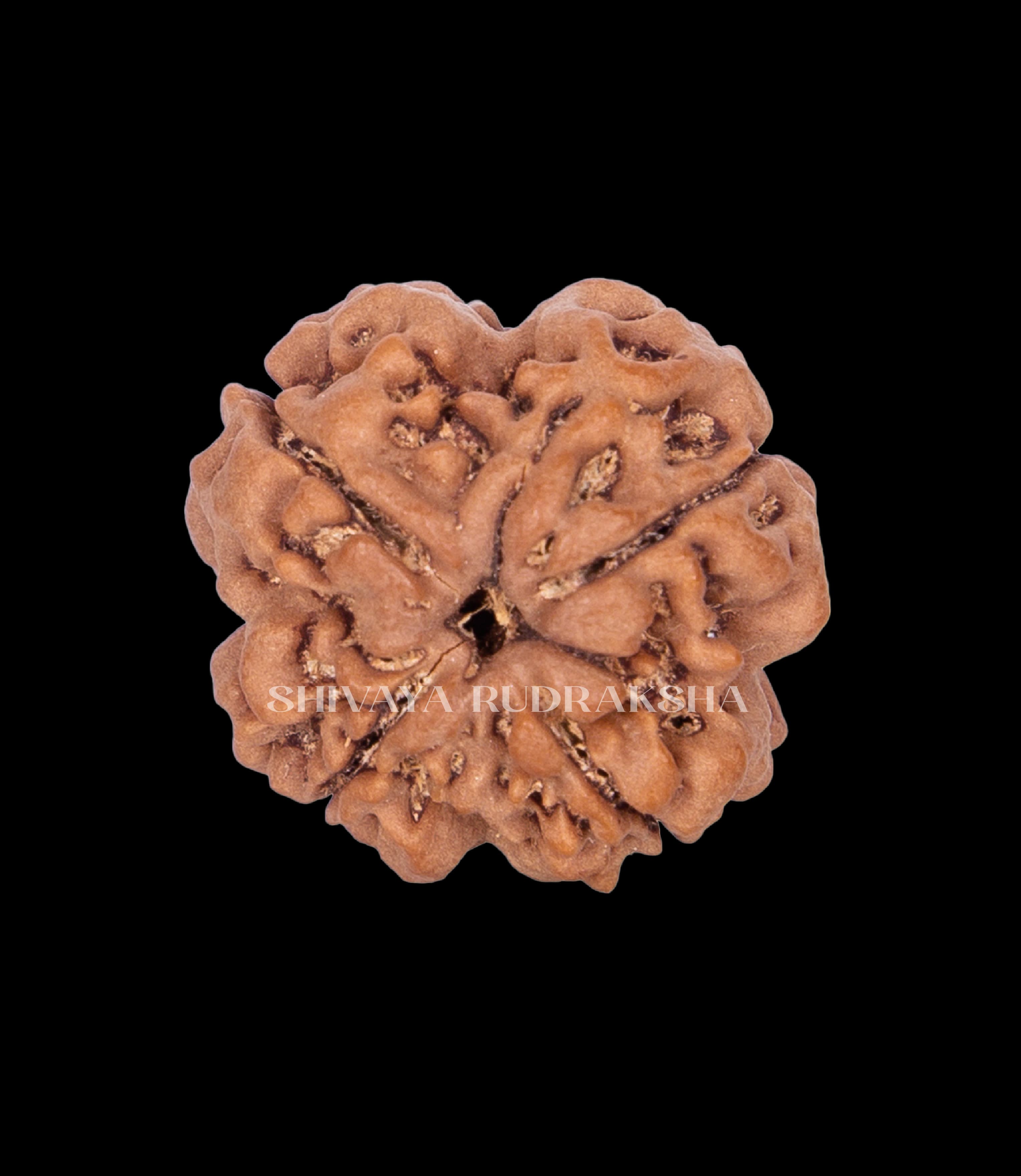4 Mukhi Rudraksha