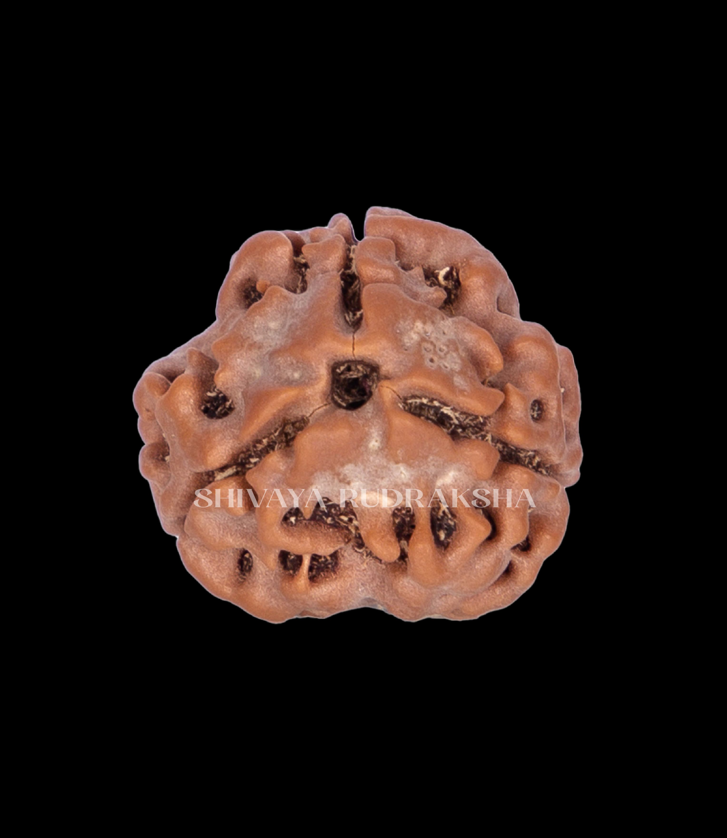3 Mukhi Rudraksha