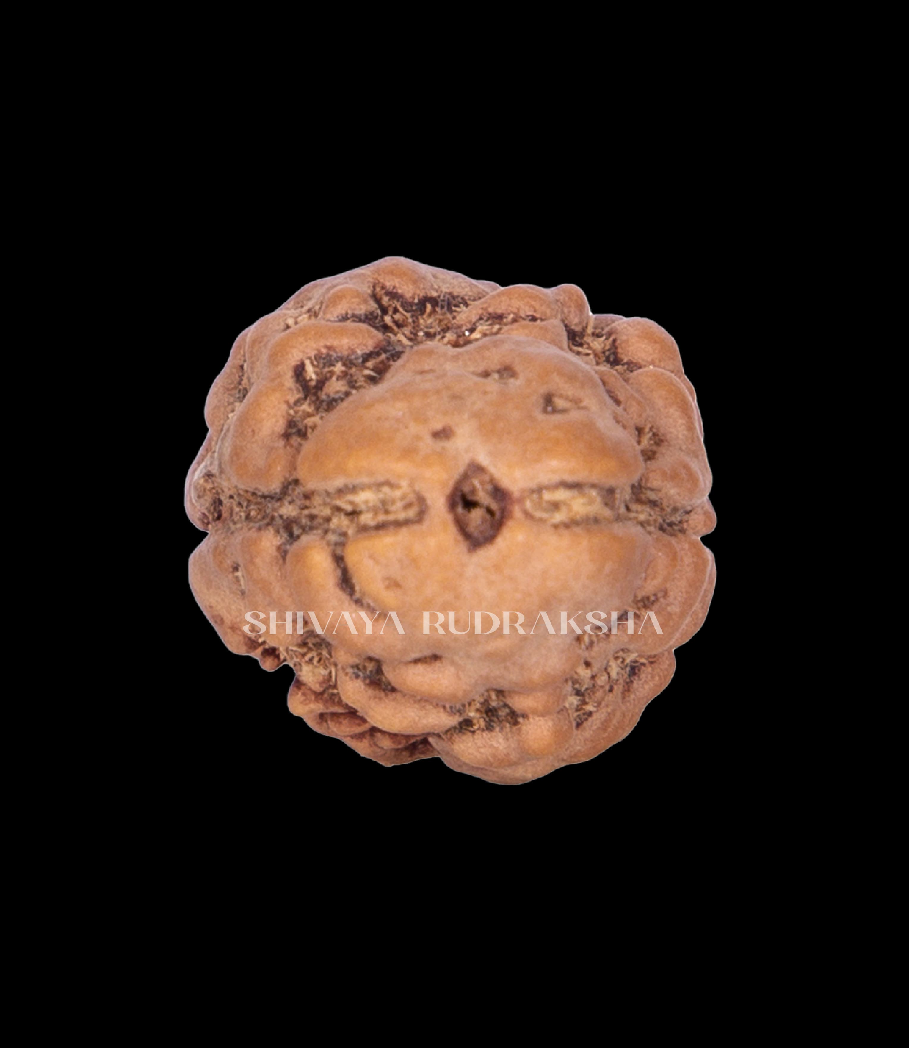 2 Mukhi Rudraksha