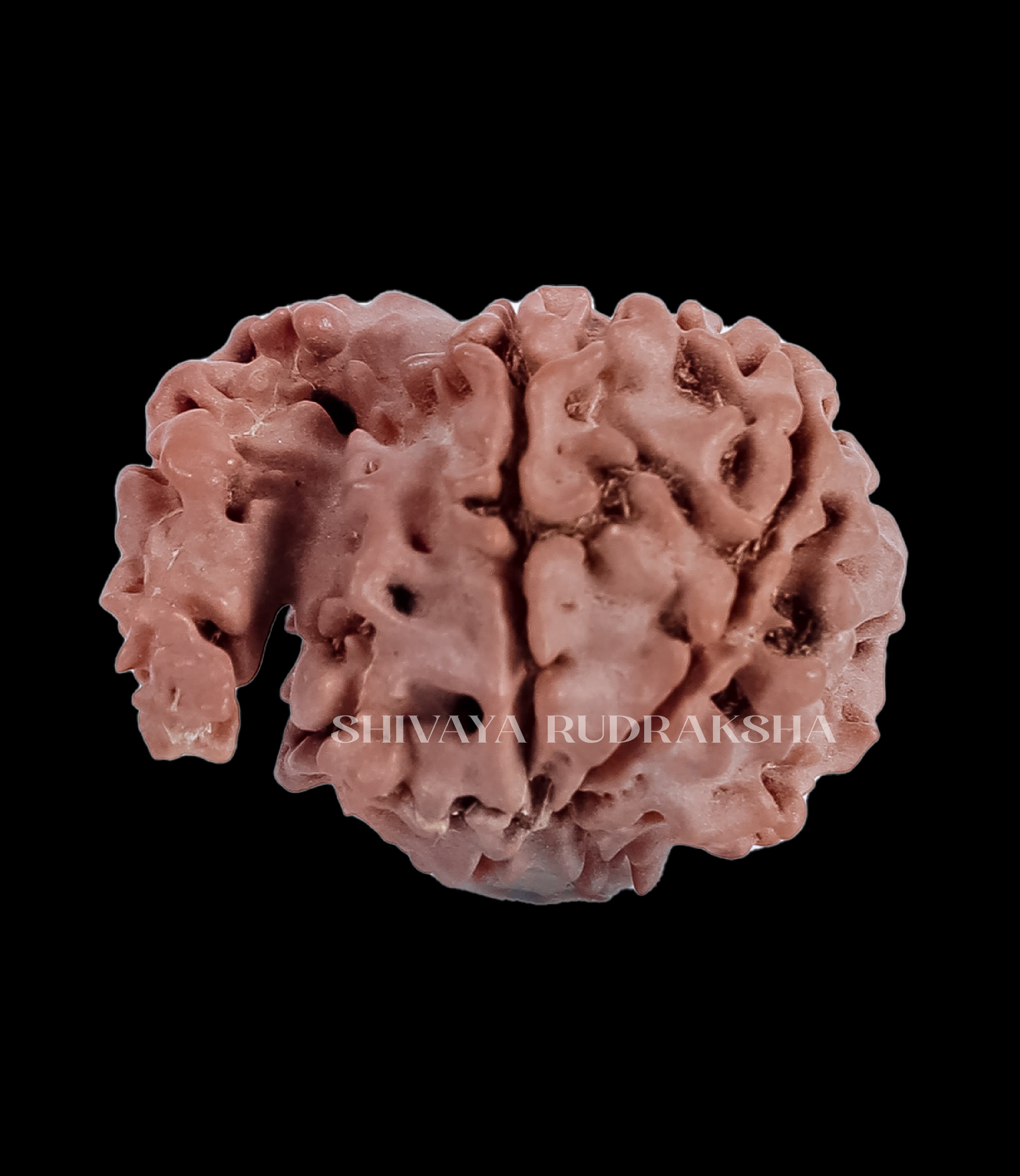 1 Mukhi Rudraksha